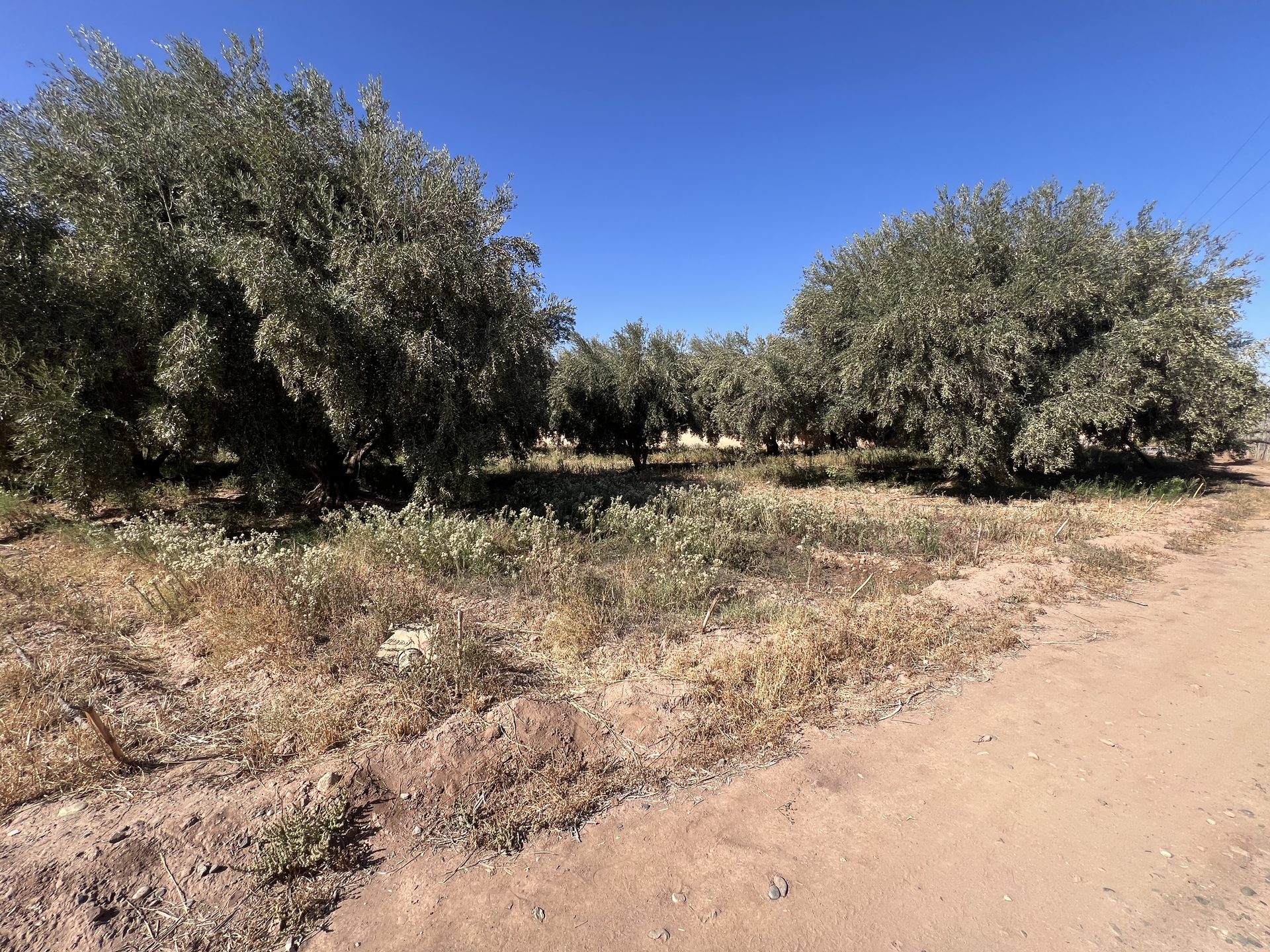 Terrain 3,5 ha SD2 à vendre, Route Tahanaoute, Marrakech — miniature 4