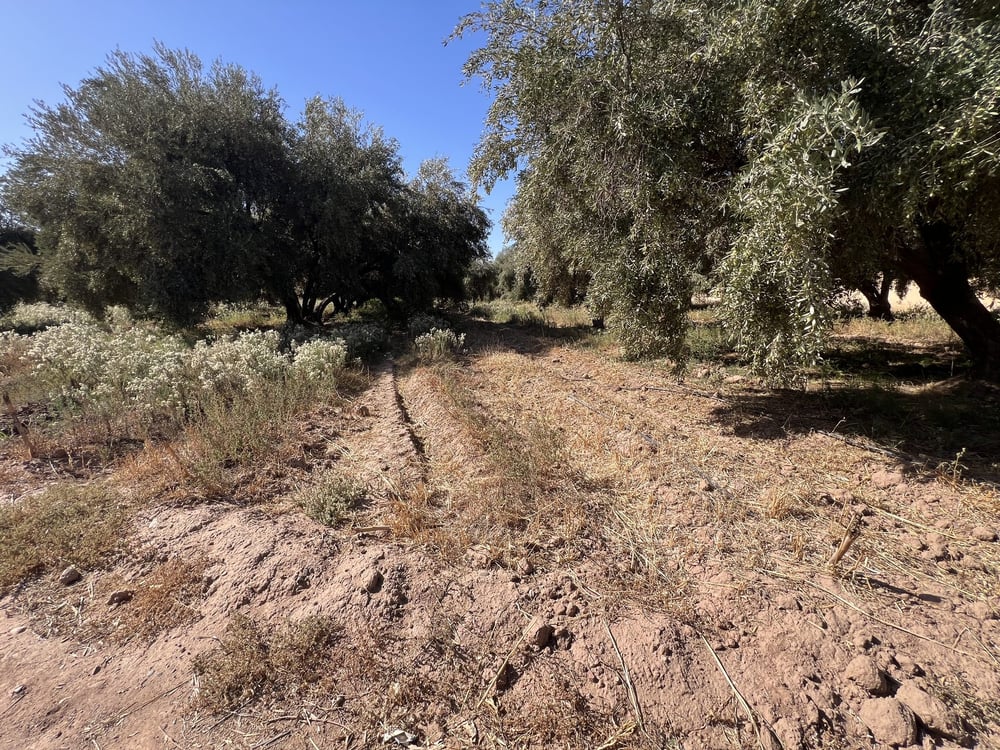 Terrain 3,5 ha SD2 à vendre, Route Tahanaoute, Marrakech — photo 5