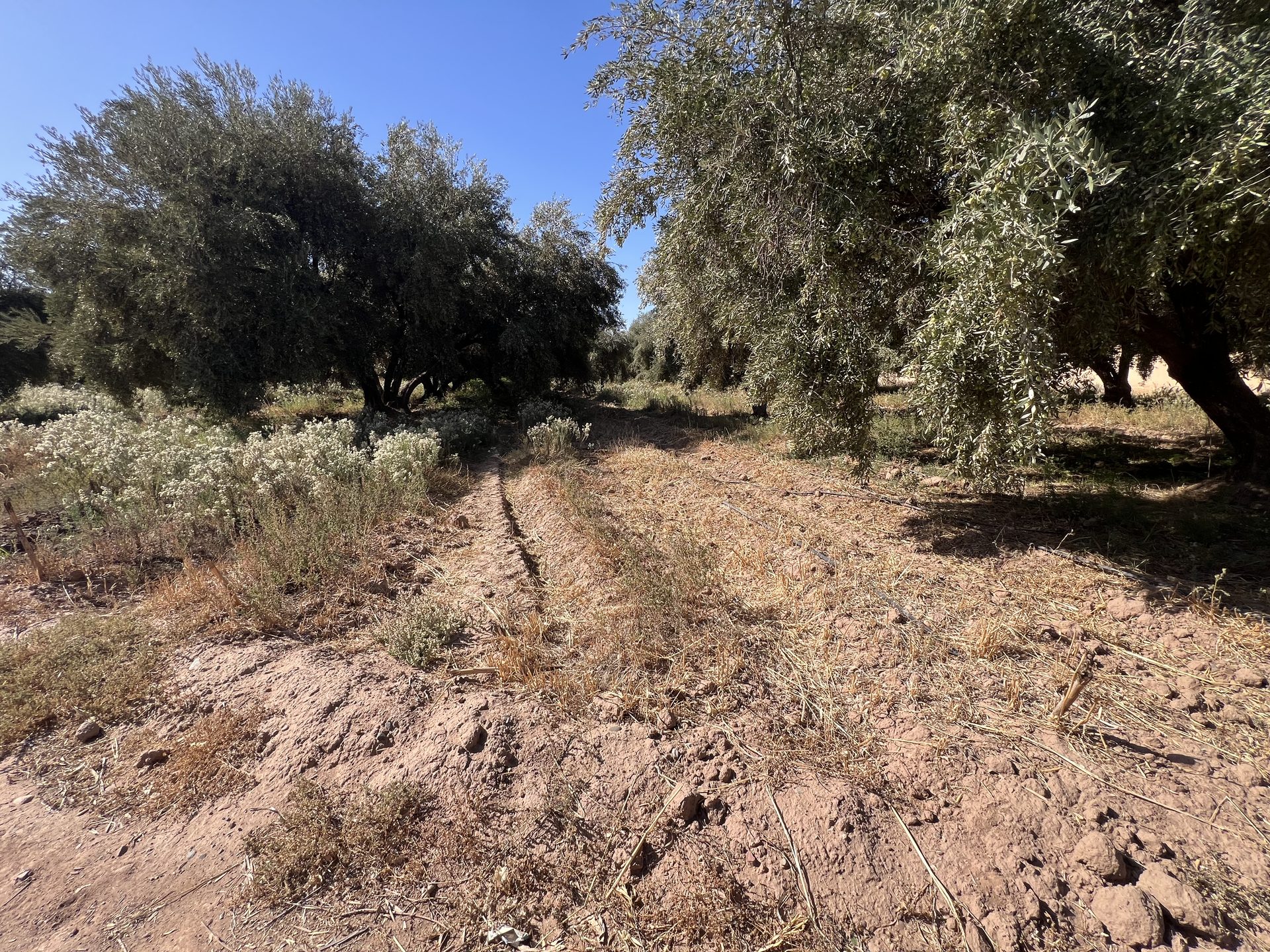 Terrain 3,5 ha SD2 à vendre, Route Tahanaoute, Marrakech — miniature 5