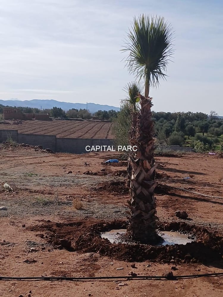 Terrain 7200 m² à vendre, route Ourika, Marrakech — photo 5