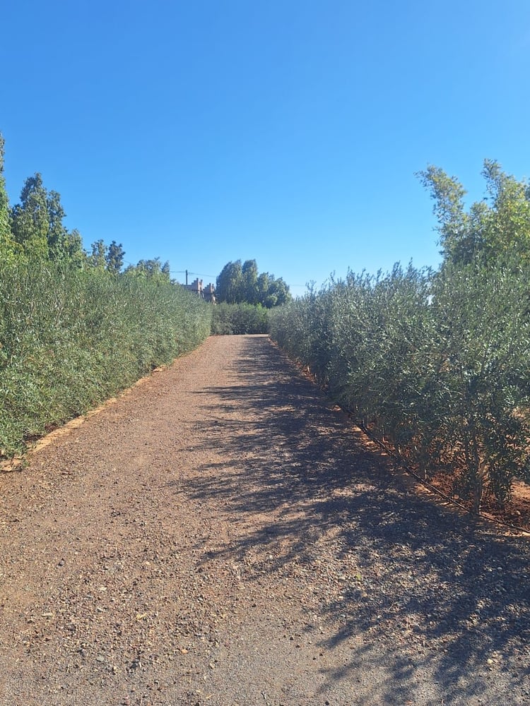 Villa semi-finie à vendre, 400 m² sur 1 ha, Marrakech Annakhil — photo 7