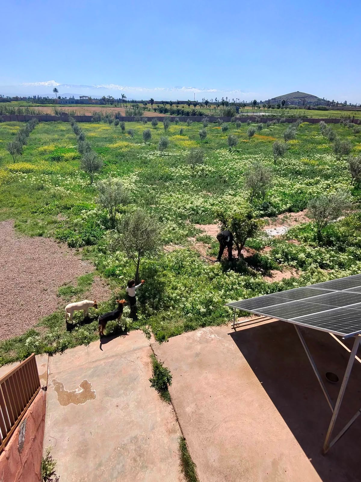 Ferme à vendre avec maison , (VNA ) déjà existante , Marrakech, route de  Fès  — miniature 11