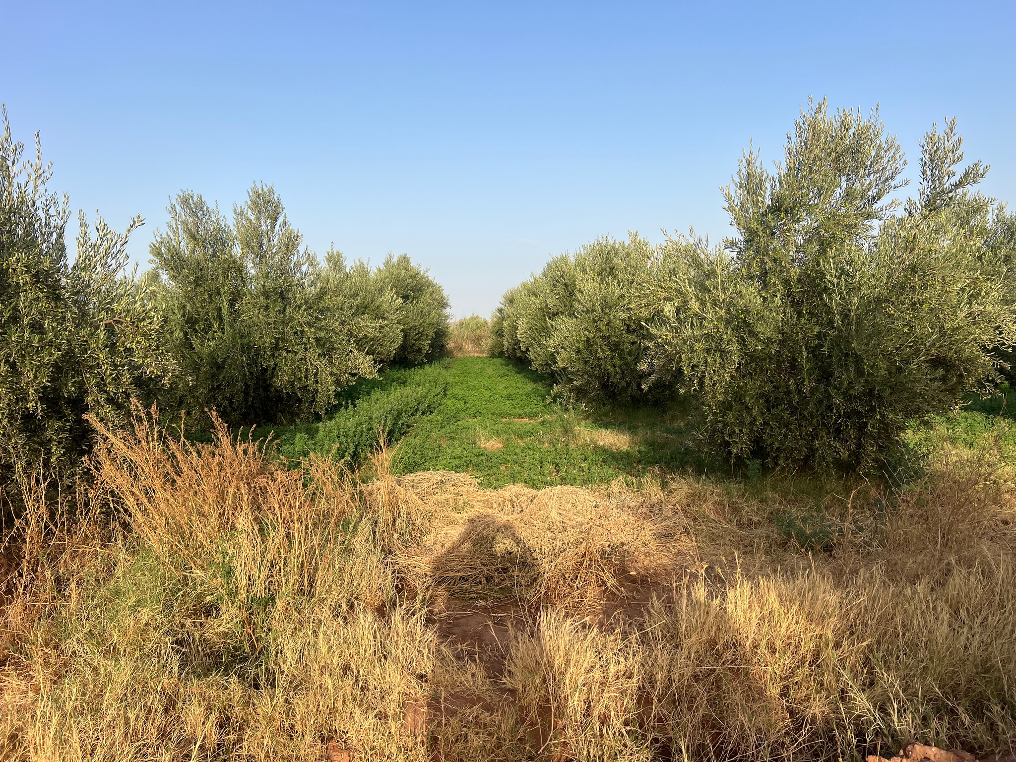 Ferme titrée 1,5  ha, 180 oliviers, à vendre, Ait Faska, Marrakech — miniature 9