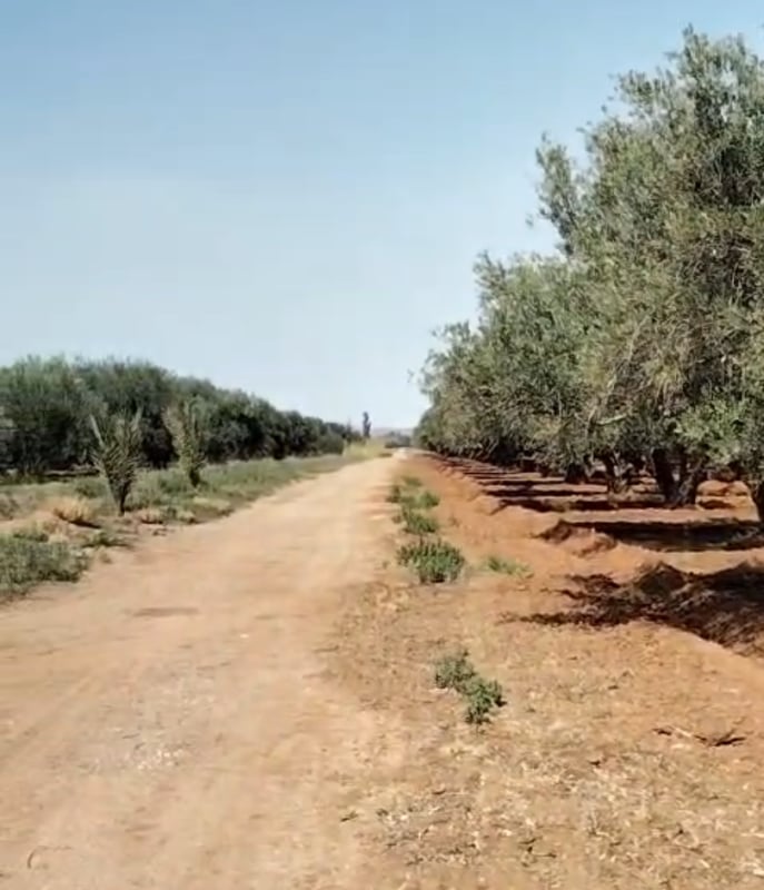 بيع وشرا: ضيعة فلاحية محفظة، 137 هكتار، طريق فاس، مراكش. — Ferme, Marrakech