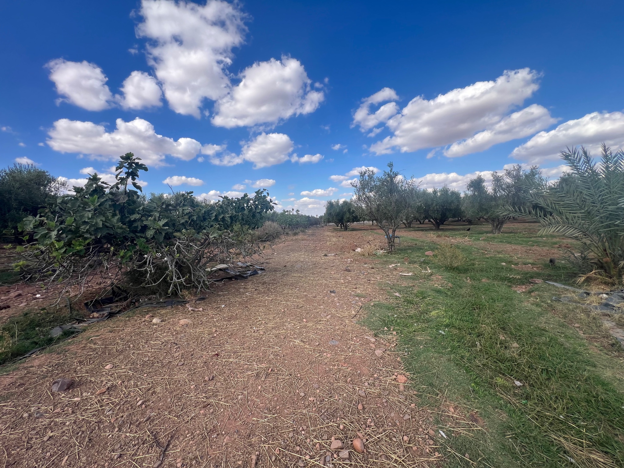 Ferme 1,75 ha à vendre, Route de l'Ourika, Marrakech — miniature 6