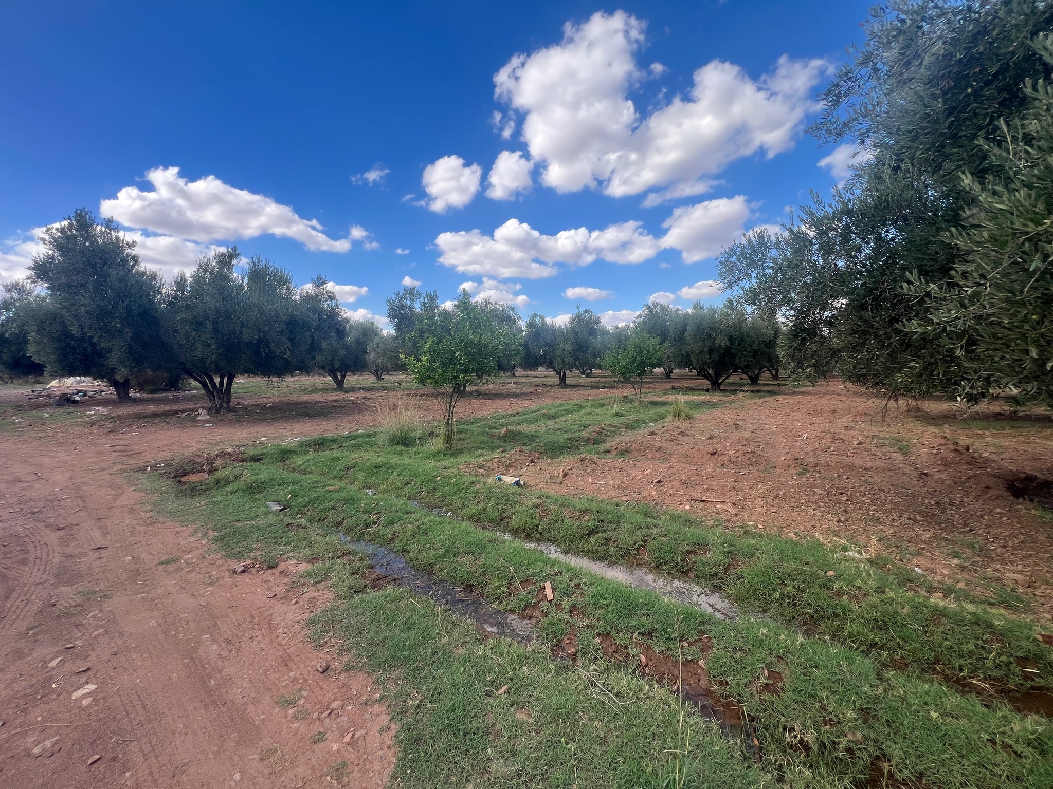 Ferme 1,75 ha à vendre, Route de l'Ourika, Marrakech — miniature 5