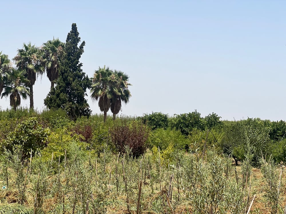 Achat / Vente : ferme agricole , 250 ha , Marrakech , route d’Agadir  — photo 9