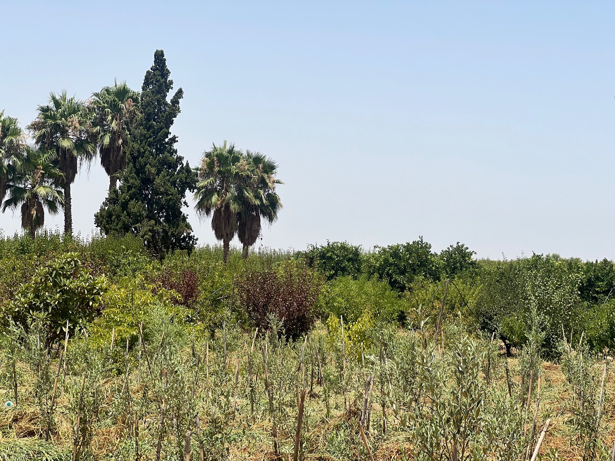 Achat / Vente : ferme agricole , 250 ha , Marrakech , route d’Agadir  — miniature 9