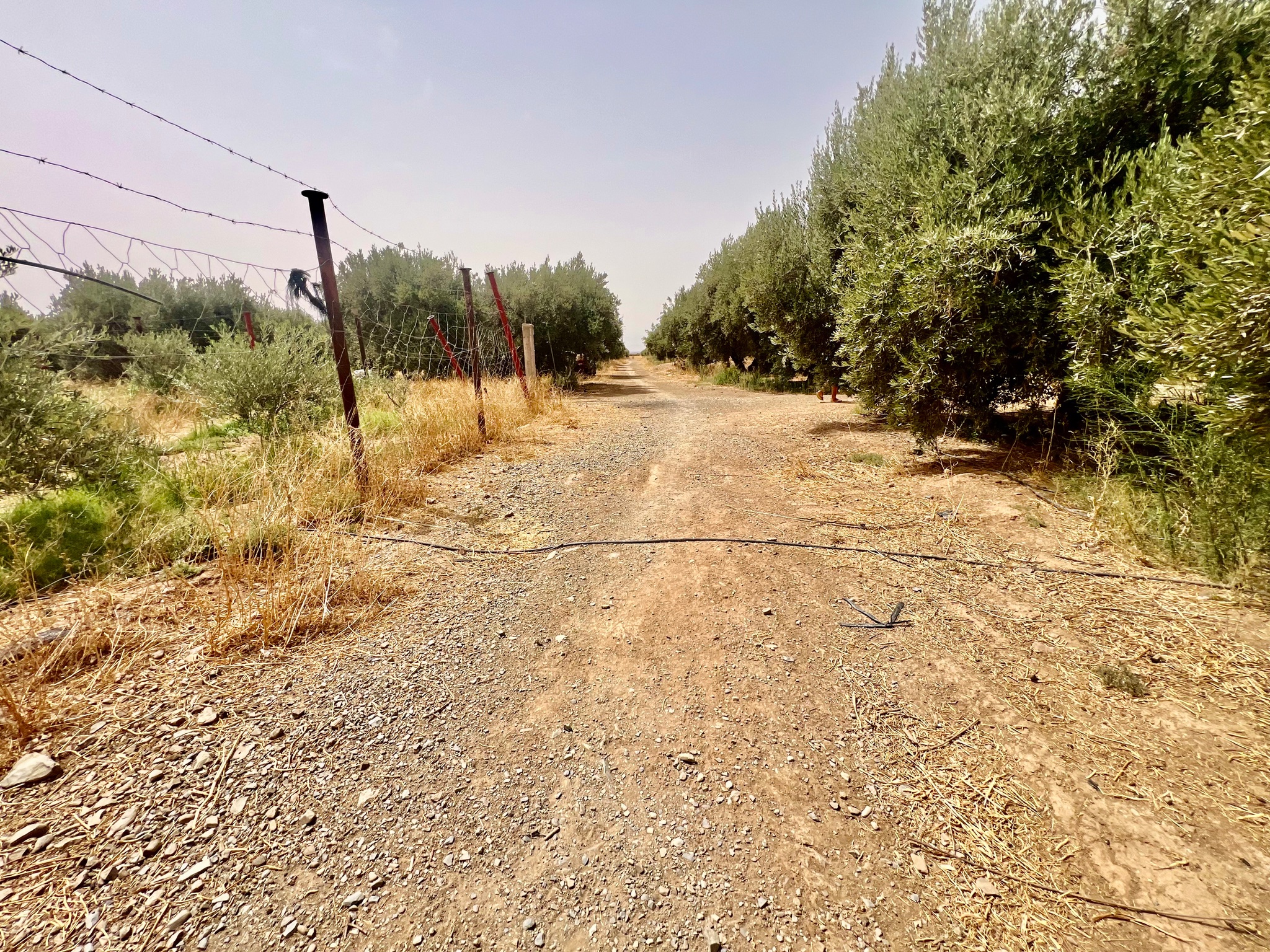 Ferme agricole 18,5 ha à vendre, Tamlalte, Marrakech — miniature 12