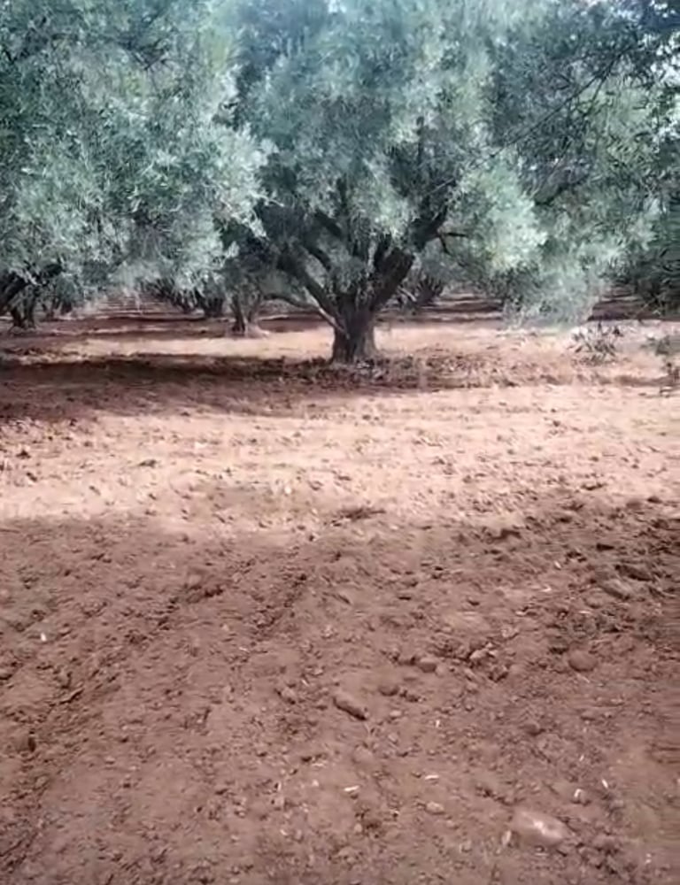 Achat / vente : Ferme agricole, titrée , 137 ha , route de Fès , Marrakech.  — photo 5