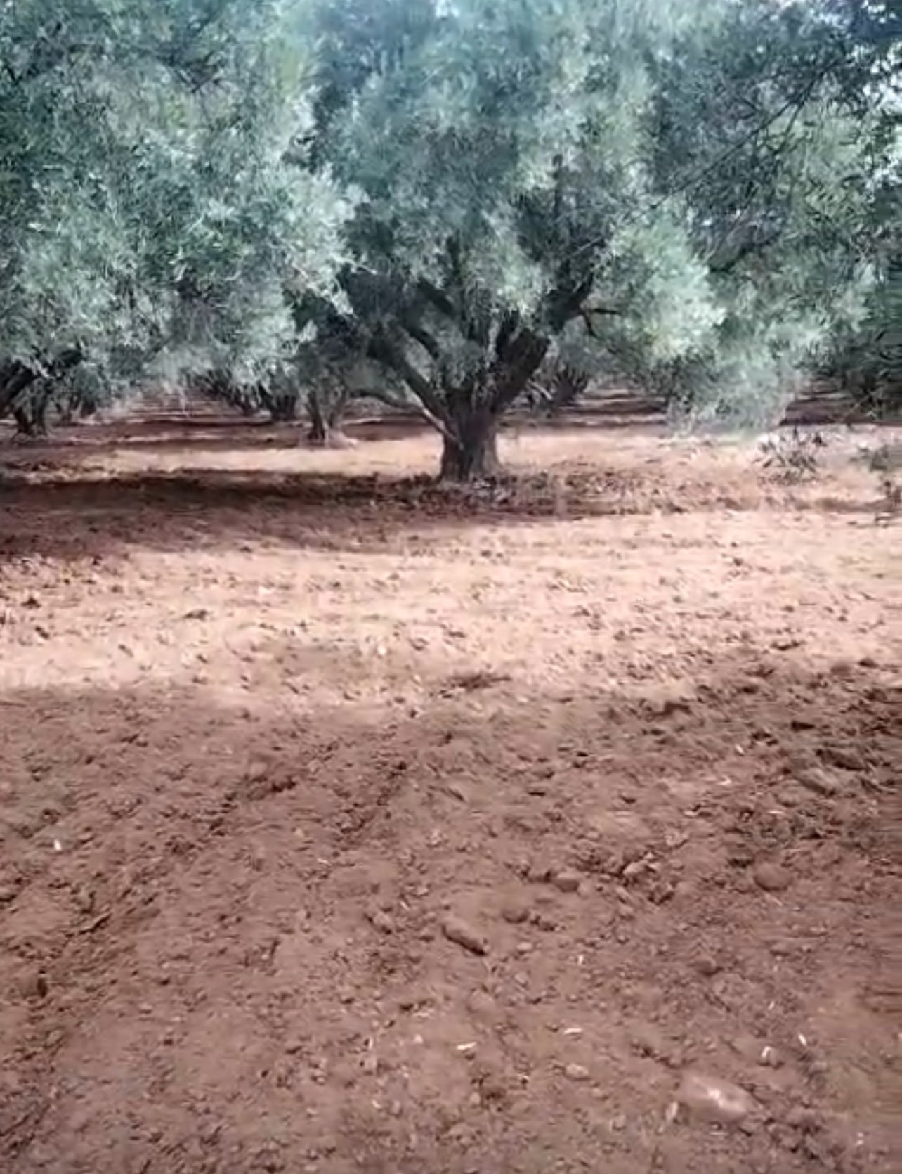 Achat / vente : Ferme agricole, titrée , 137 ha , route de Fès , Marrakech.  — miniature 5