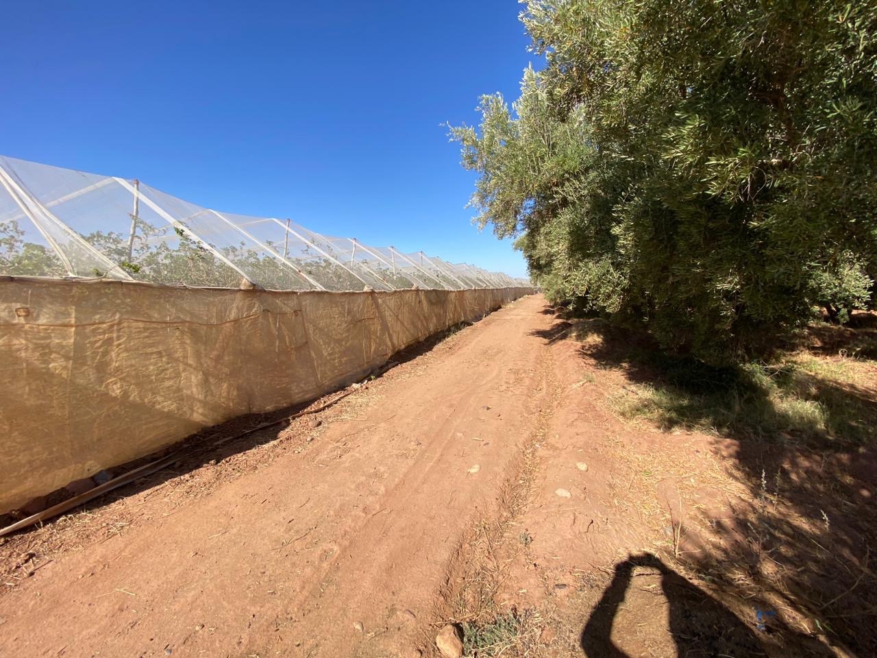 Ferme 6,08 ha à vendre, Route de Fès, Marrakech — miniature 9