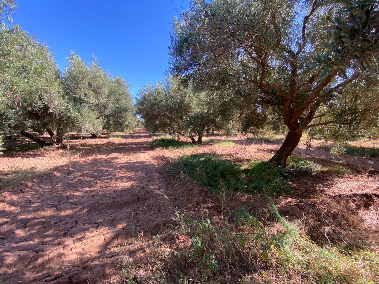 Ferme 6,08 ha à vendre, Route de Fès, Marrakech — miniature 5