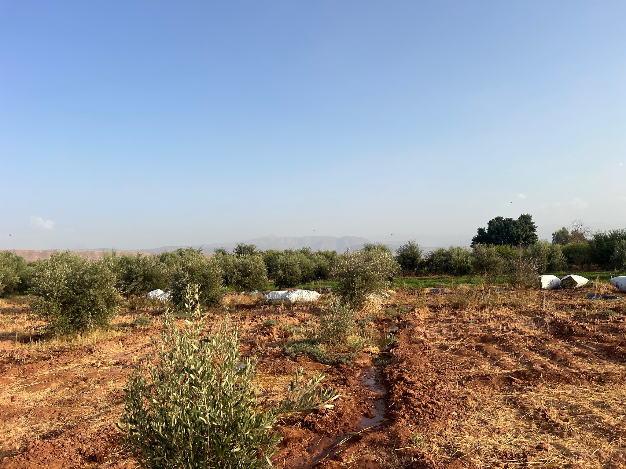Ferme titrée 1,5  ha, 180 oliviers, à vendre, Ait Faska, Marrakech — miniature 3
