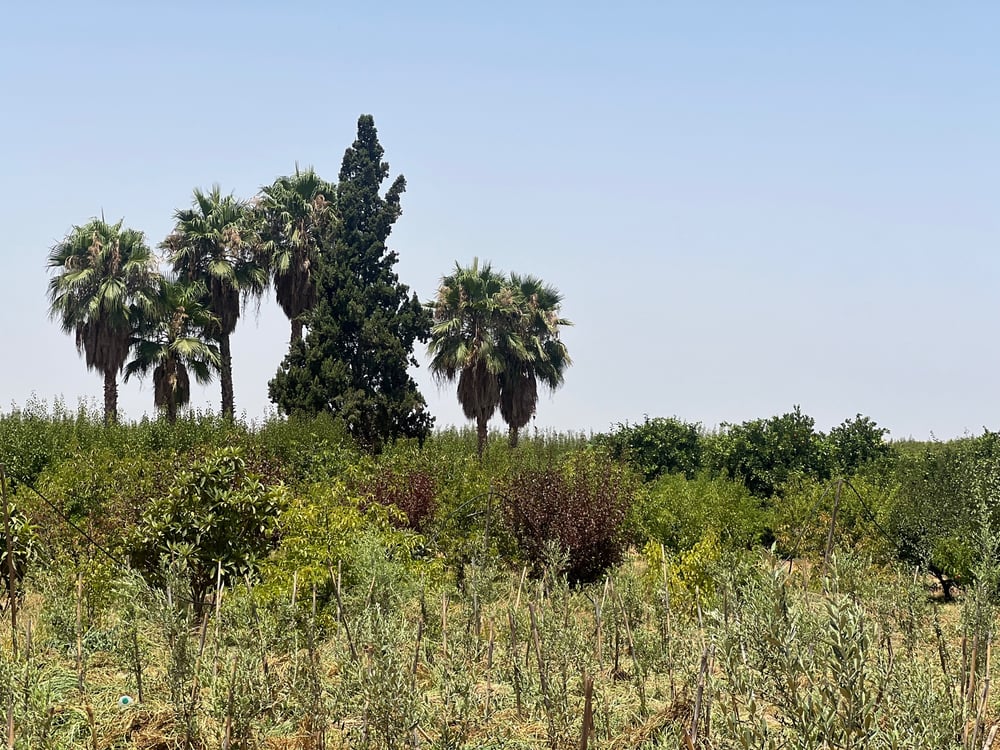 Achat / Vente : ferme agricole , 250 ha , Marrakech , route d’Agadir  — photo 6