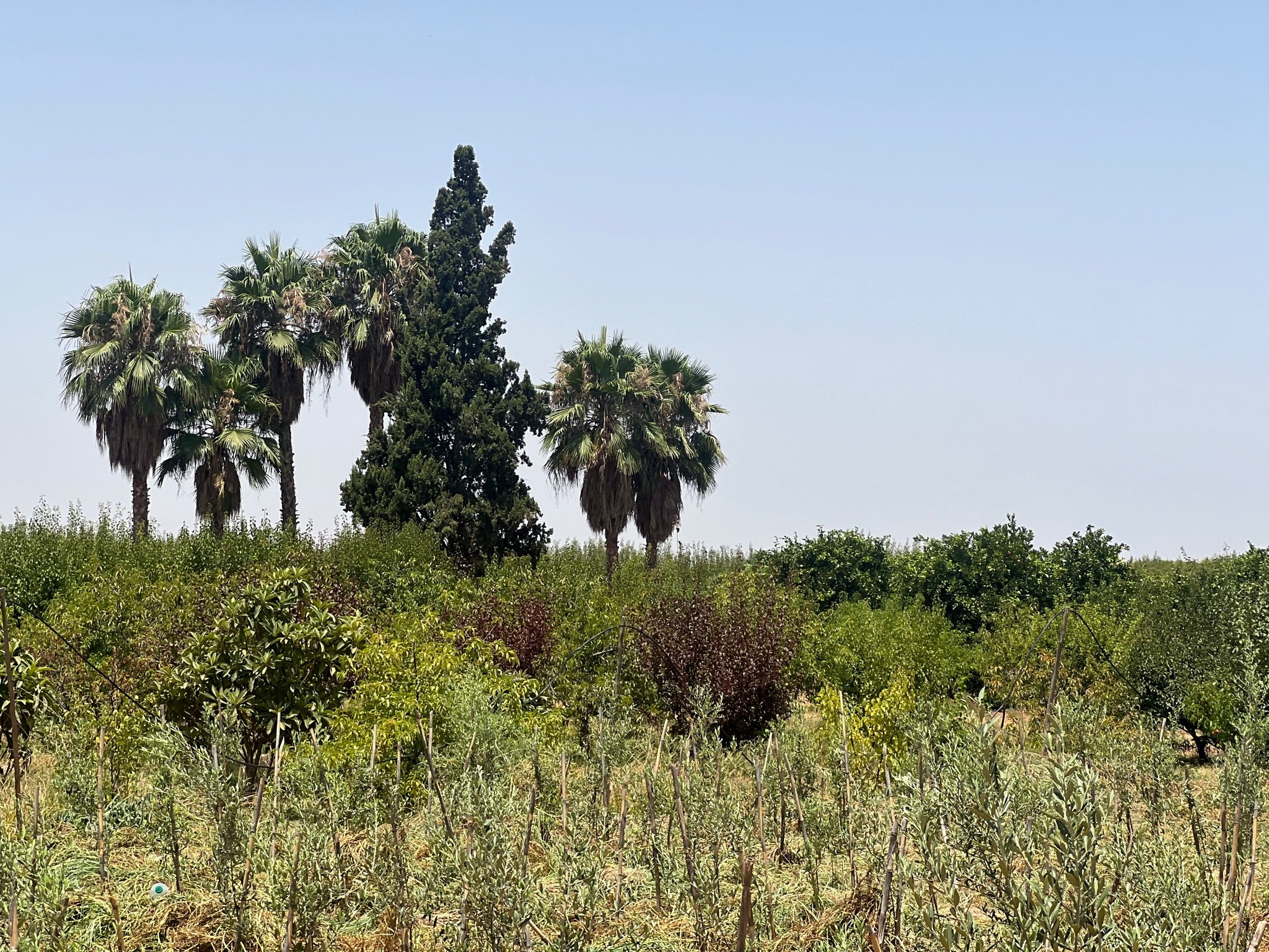Achat / Vente : ferme agricole , 250 ha , Marrakech , route d’Agadir  — miniature 6