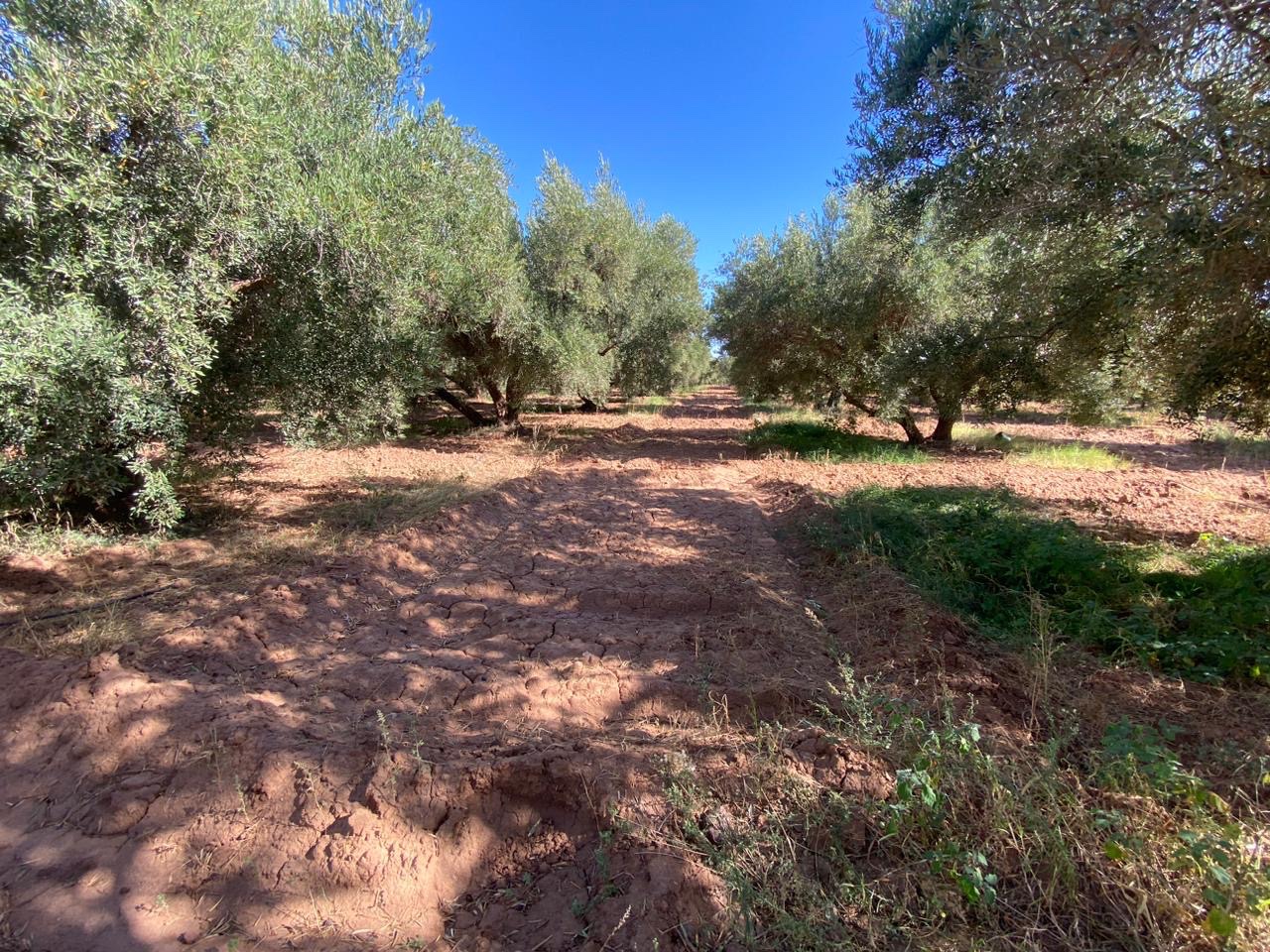 Ferme 6,08 ha à vendre, Route de Fès, Marrakech — miniature 7
