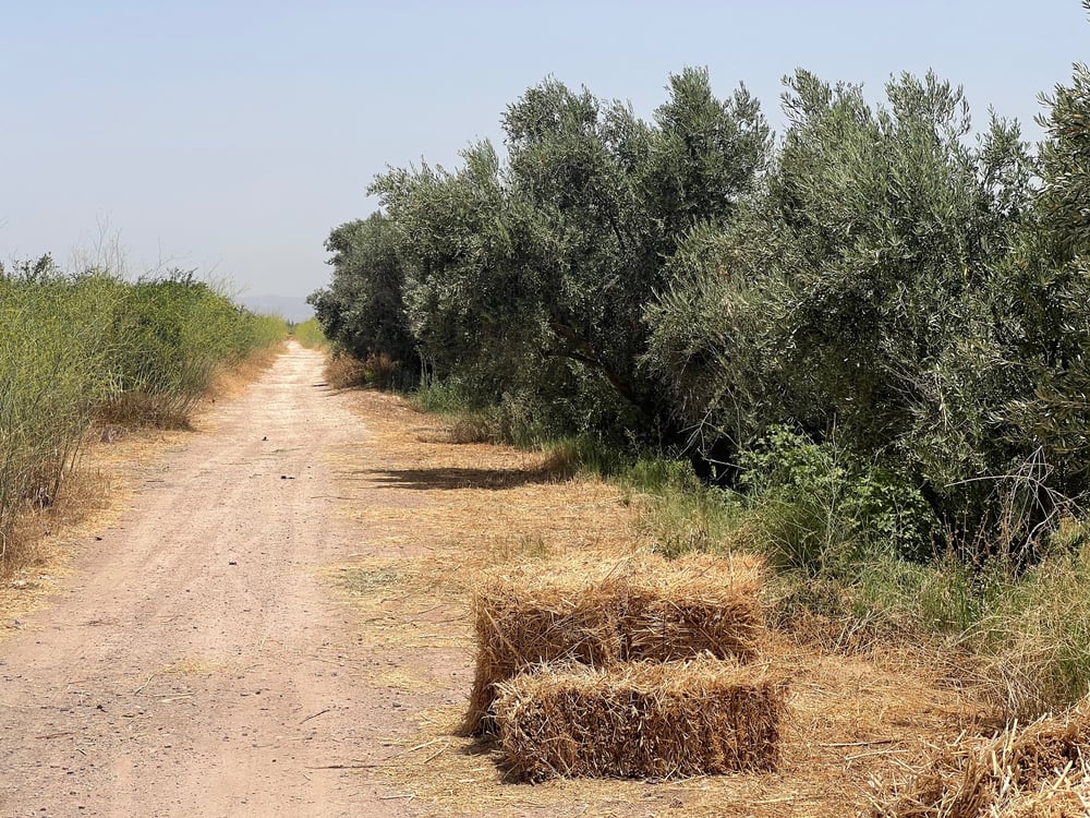 Achat / Vente : ferme agricole , 250 ha , Marrakech , route d’Agadir  — photo 2