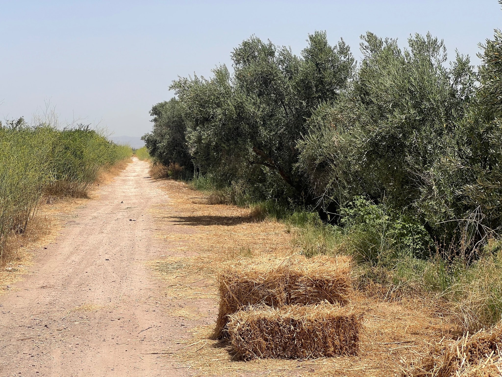 Achat / Vente : ferme agricole , 250 ha , Marrakech , route d’Agadir  — miniature 2
