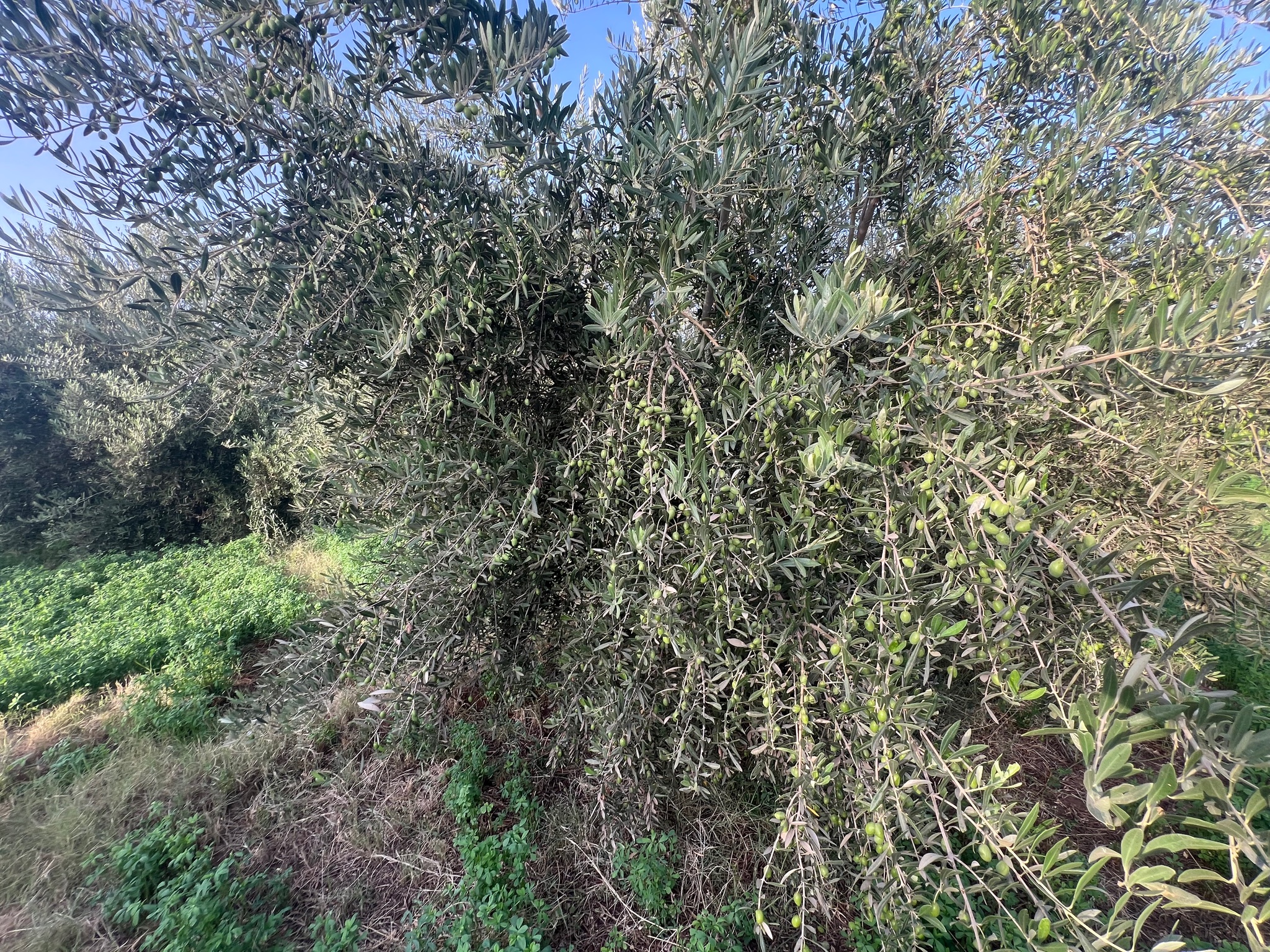 Ferme titrée 1,5  ha, 180 oliviers, à vendre, Ait Faska, Marrakech — miniature 8