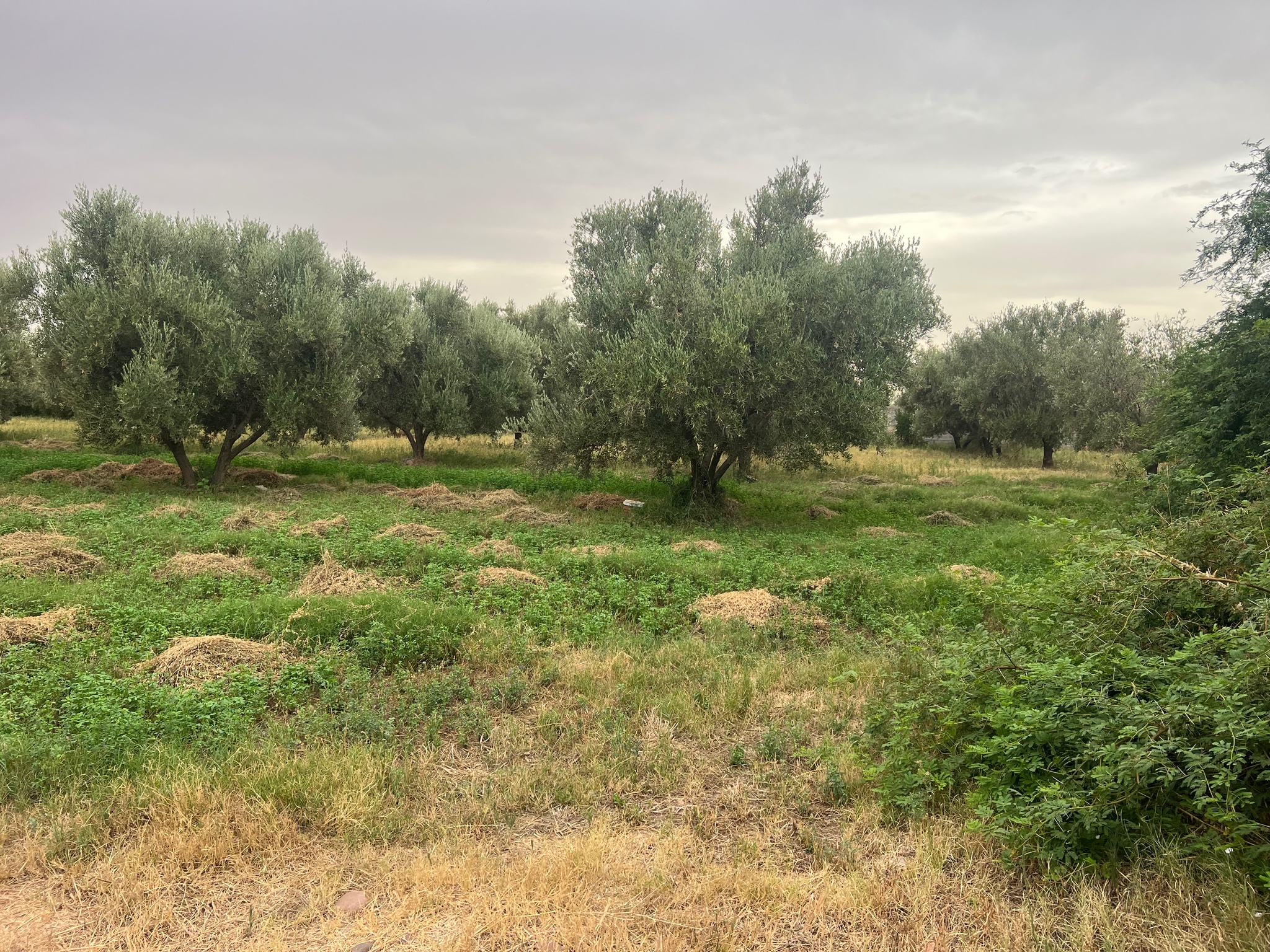Ferme à vendre 2,5 ha , route de tahanaoute , Marrakech  — miniature 5