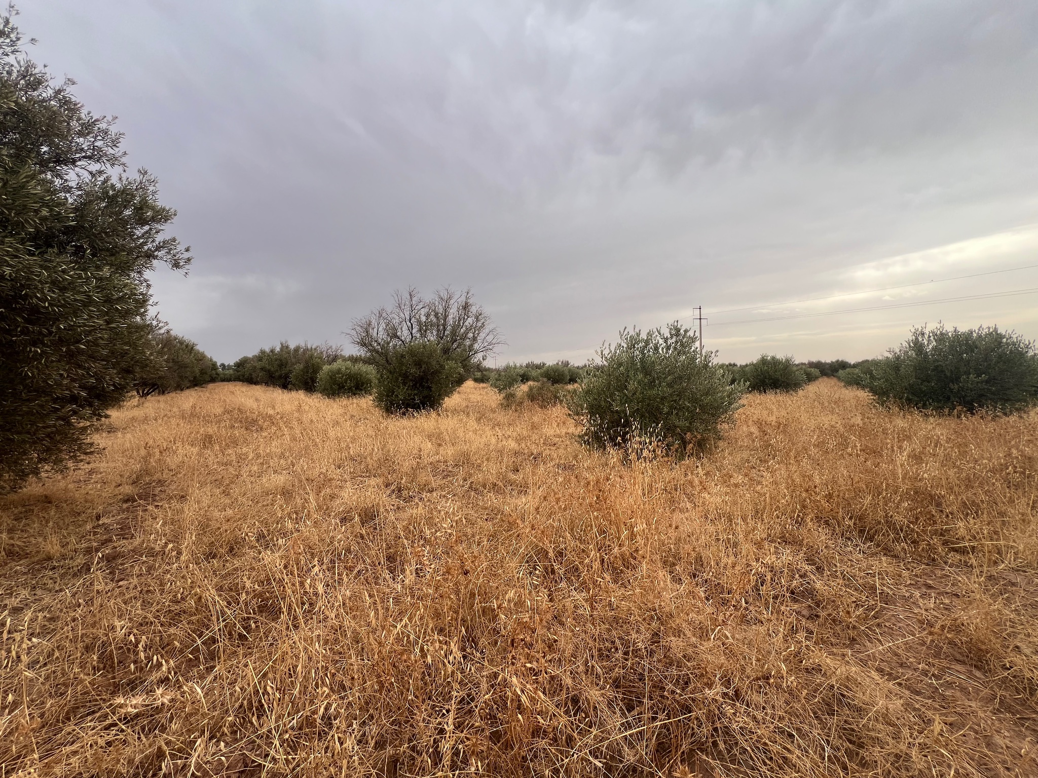 Terrain arboré 3,5 ha à vendre, Route de Tahanaoute, Marrakech — miniature 3