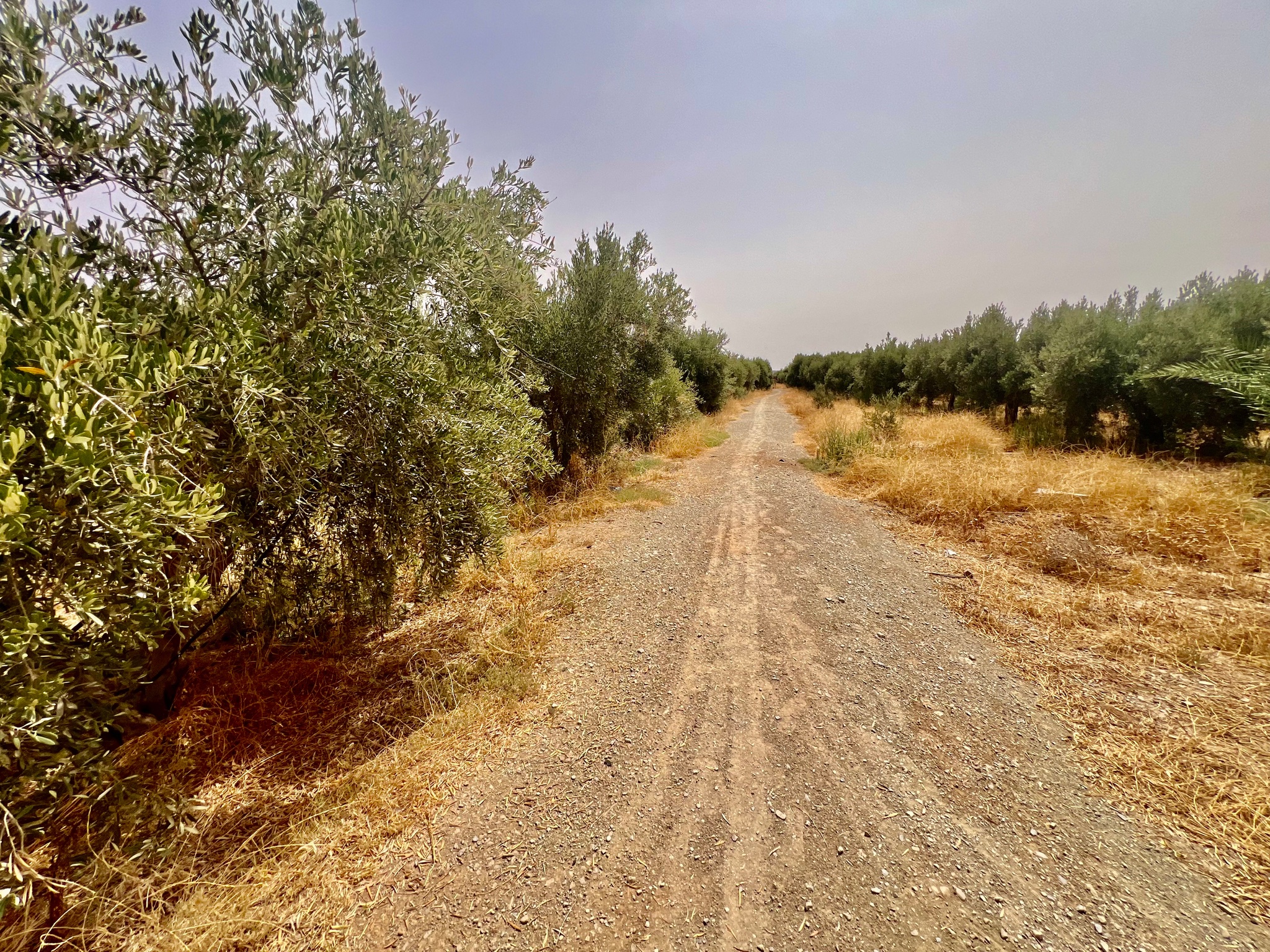 Ferme agricole 18,5 ha à vendre, Tamlalte, Marrakech — miniature 9