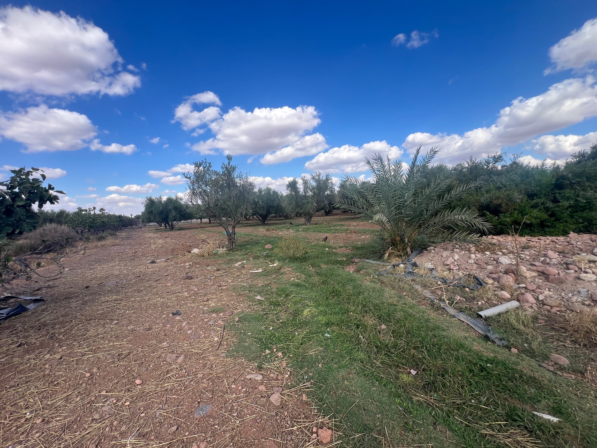 Ferme 1,75 ha à vendre, Route de l'Ourika, Marrakech — miniature 10