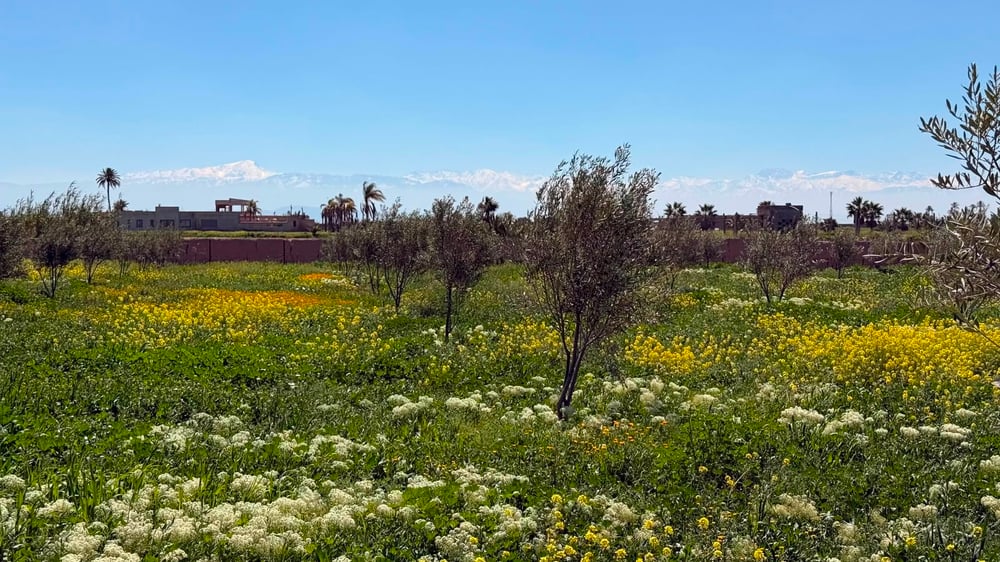 Ferme à vendre avec maison , (VNA ) déjà existante , Marrakech, route de  Fès  — photo 9