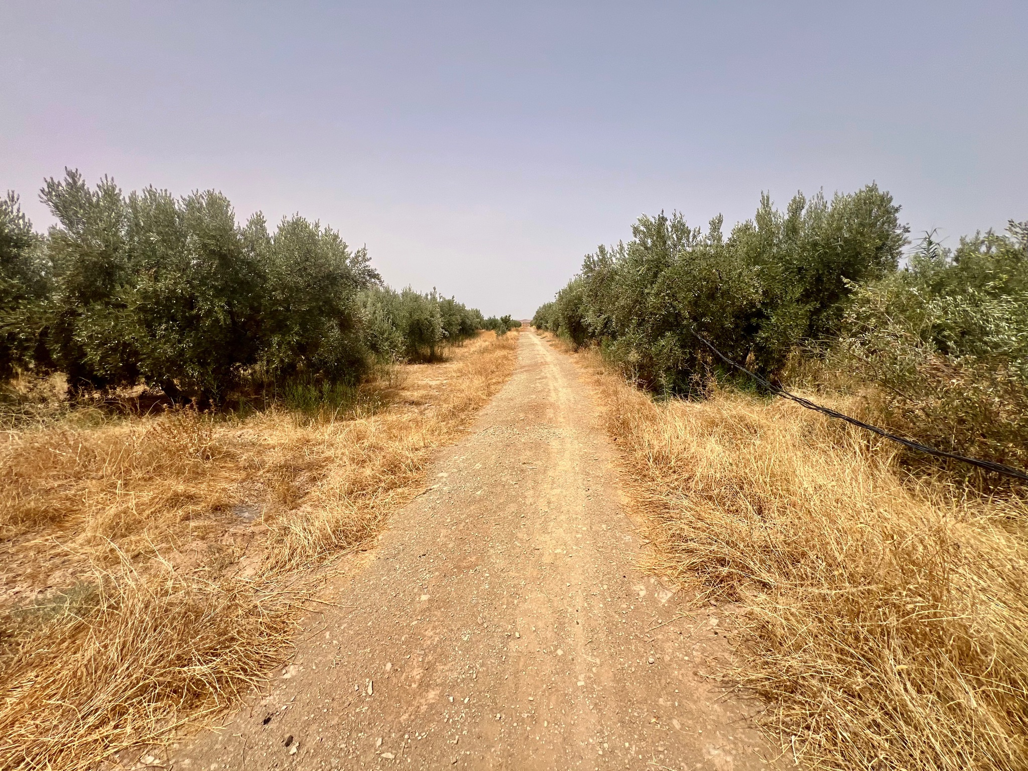 Ferme agricole 18,5 ha à vendre, Tamlalte, Marrakech — miniature 11