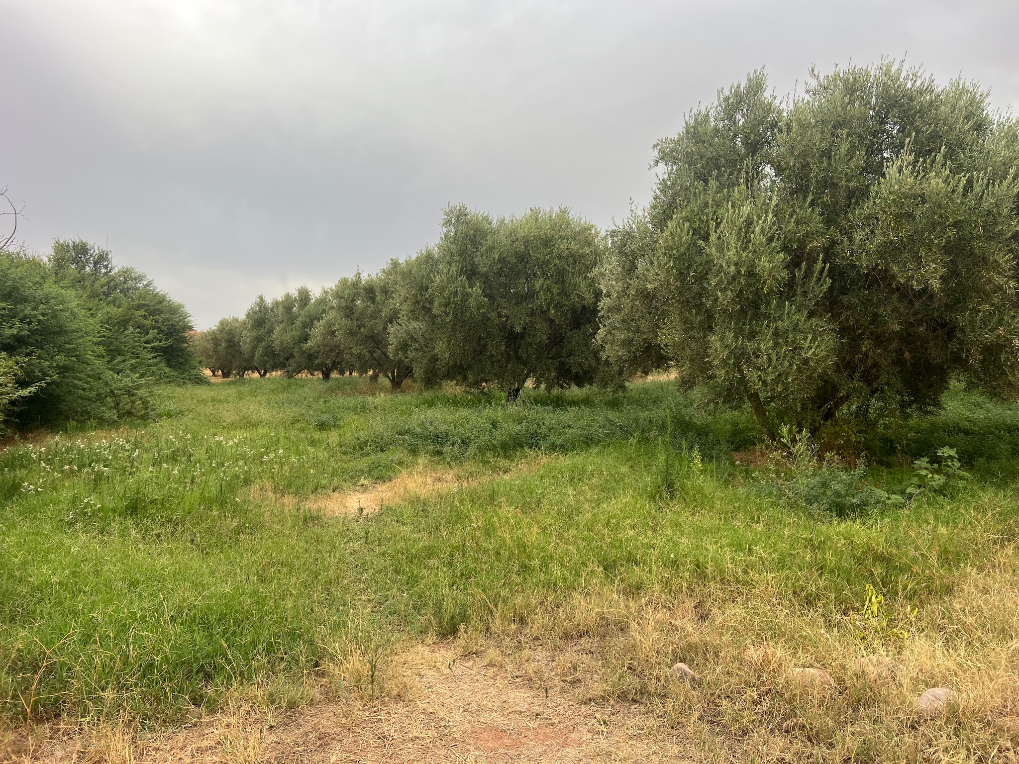 Ferme à vendre 2,5 ha , route de tahanaoute , Marrakech  — miniature 2