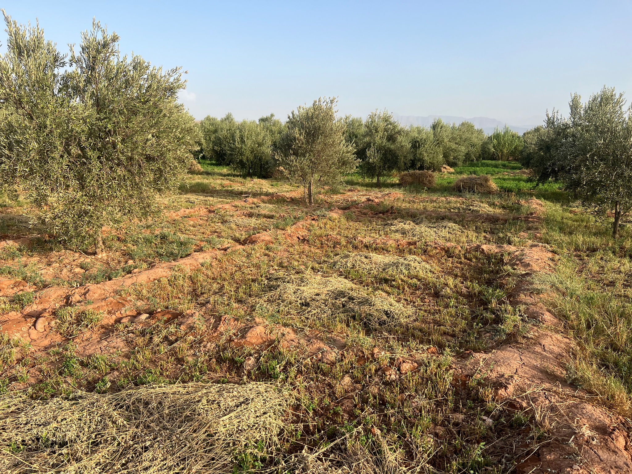 Ferme titrée 1,5  ha, 180 oliviers, à vendre, Ait Faska, Marrakech — miniature 4