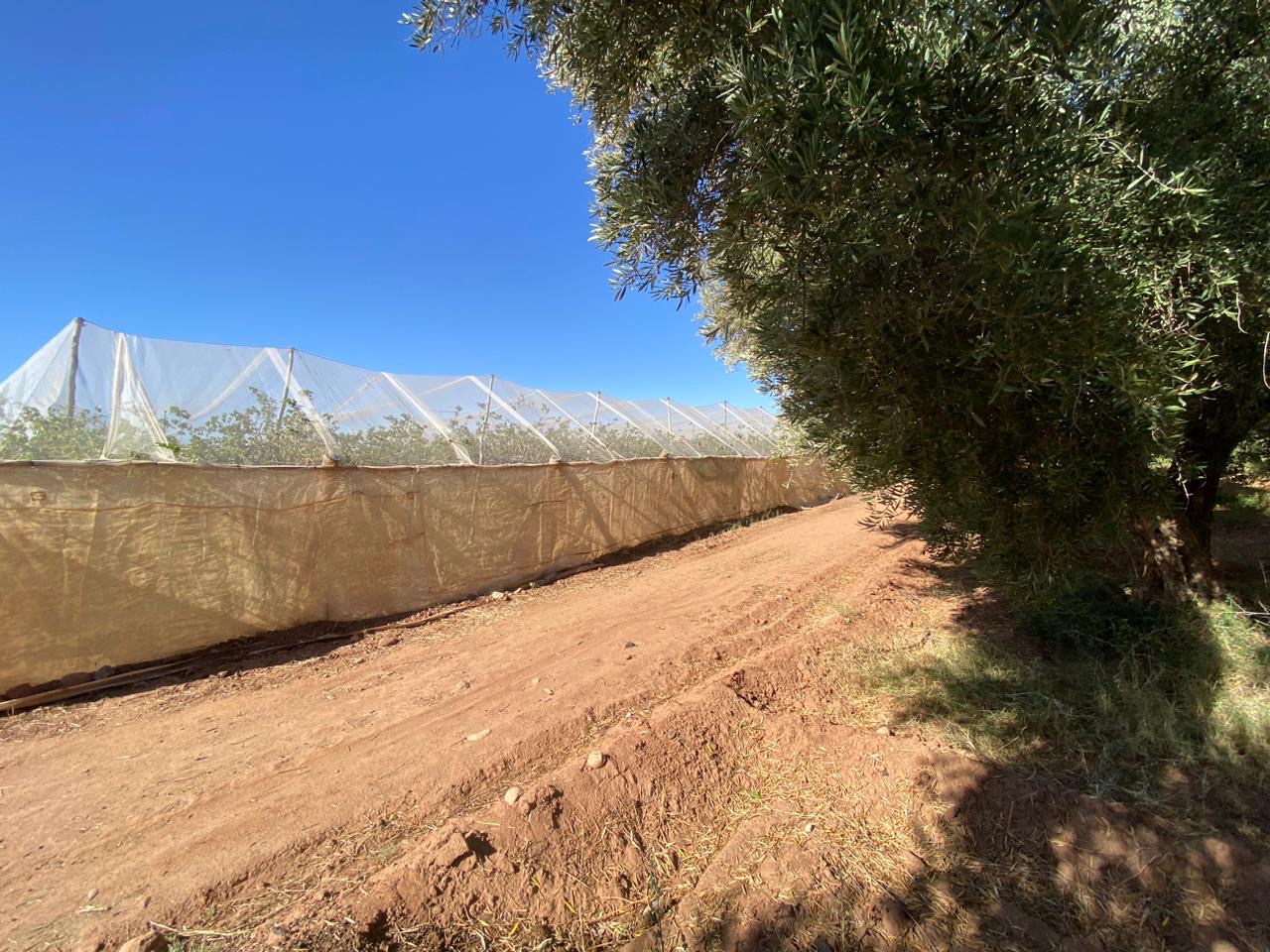 Ferme 6,08 ha à vendre, Route de Fès, Marrakech — miniature 6