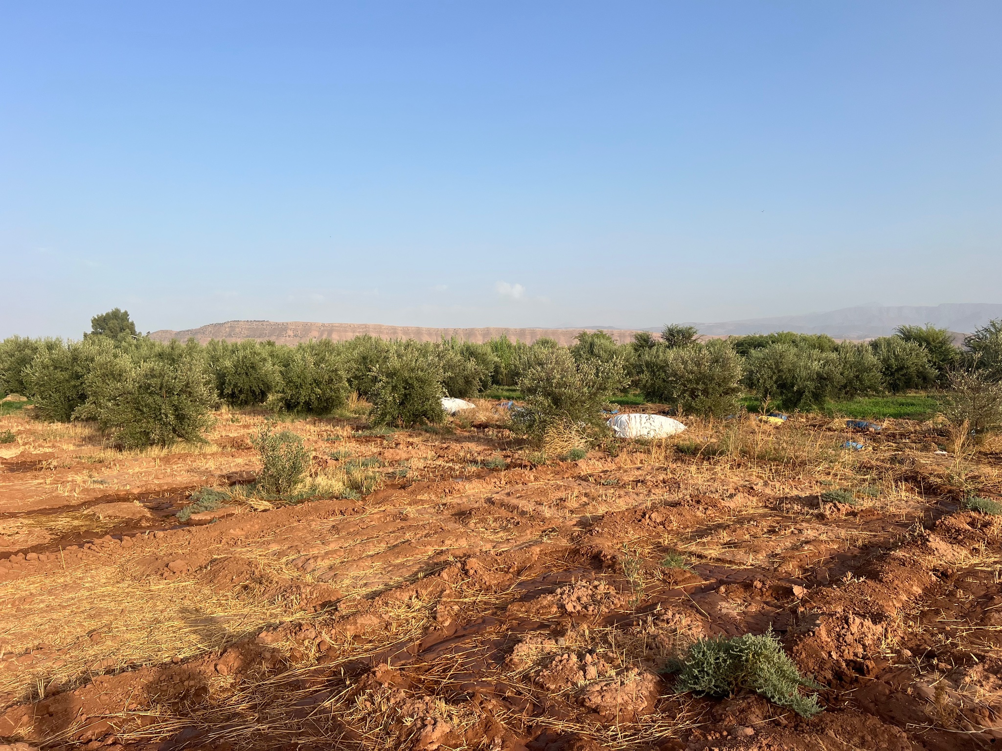 Ferme titrée 1,5  ha, 180 oliviers, à vendre, Ait Faska, Marrakech — miniature 11