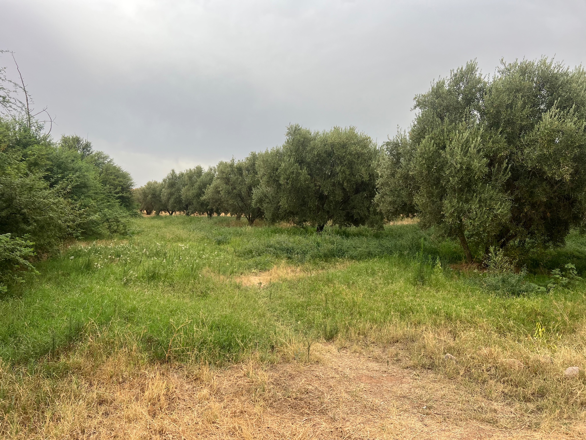 Ferme à vendre 2,5 ha , route de tahanaoute , Marrakech  — miniature 6