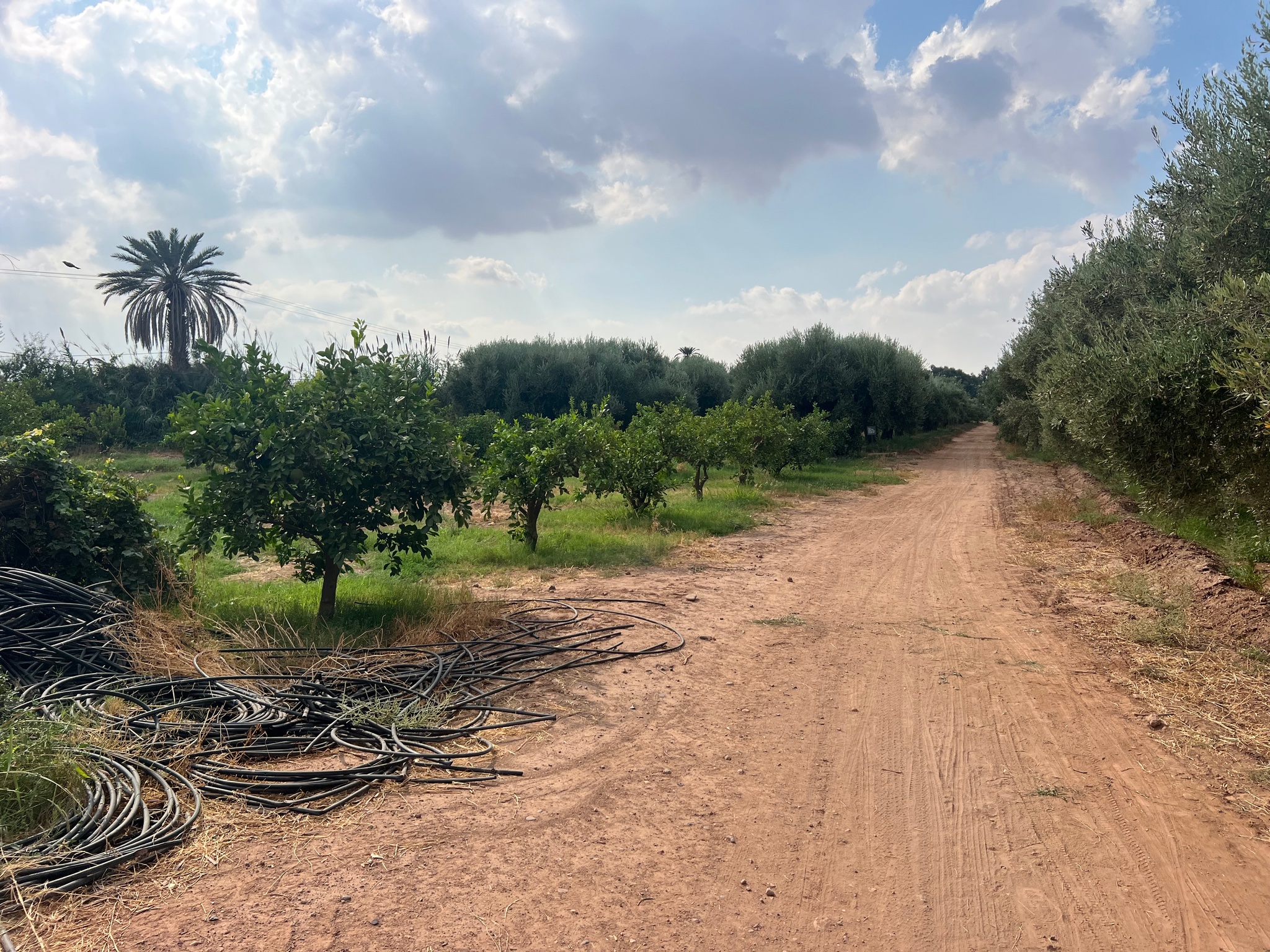 Ferme agricole 44 ha à vendre Souihla, Marrakech — miniature 9