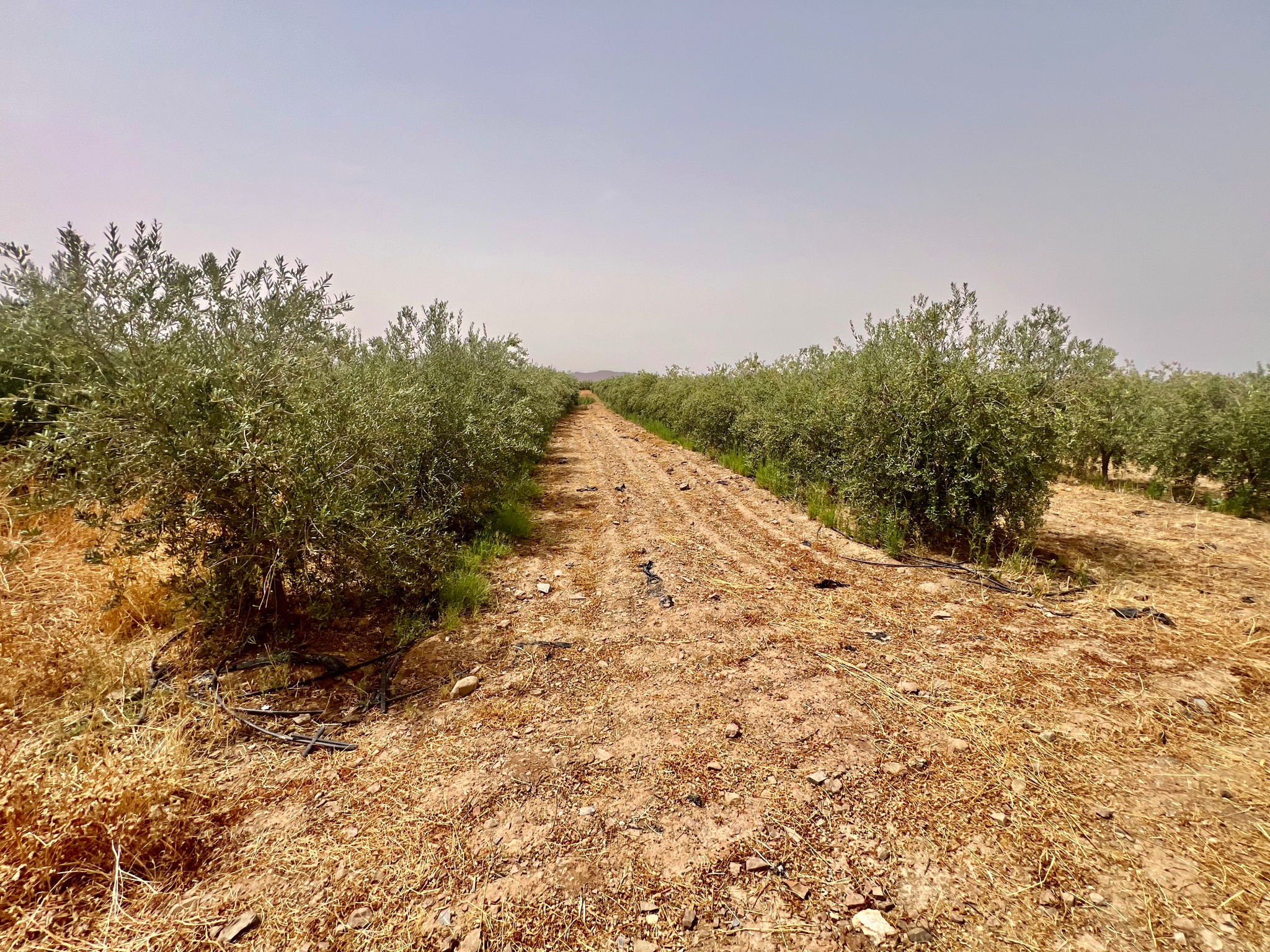Ferme agricole 18,5 ha à vendre, Tamlalte, Marrakech — miniature 4