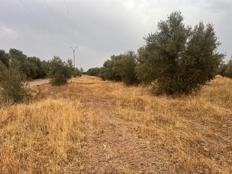 أرض مشجرة 3.5 هكتار للبيع، طريق تحناوت، مراكش — Terrain, Marrakech