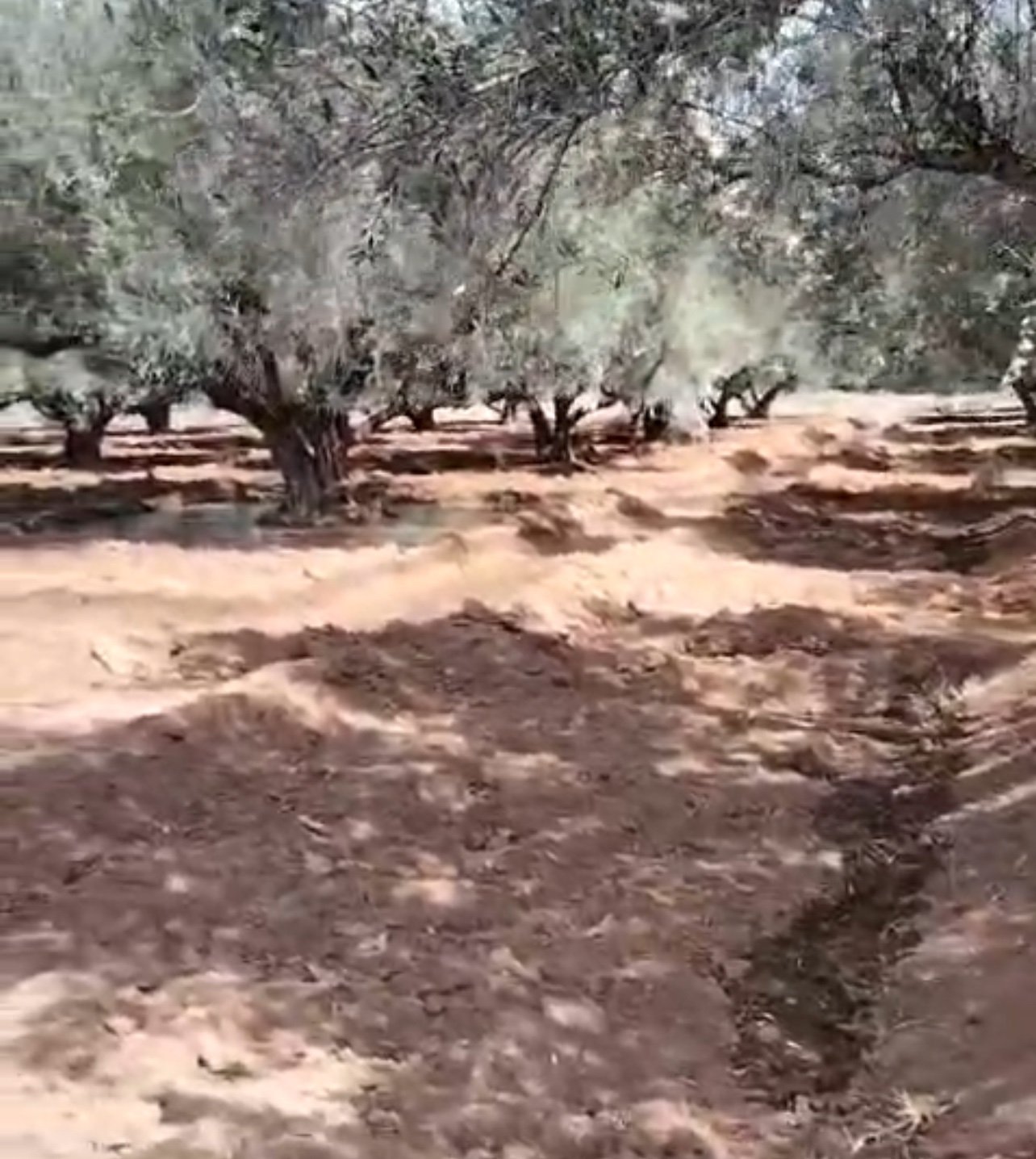 Achat / vente : Ferme agricole, titrée , 137 ha , route de Fès , Marrakech.  — miniature 3