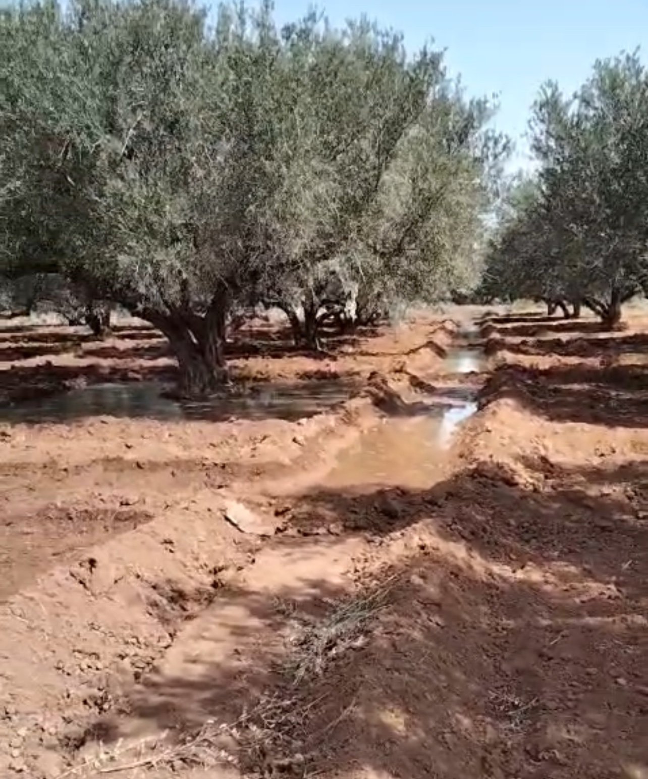 Achat / vente : Ferme agricole, titrée , 137 ha , route de Fès , Marrakech.  — miniature 4