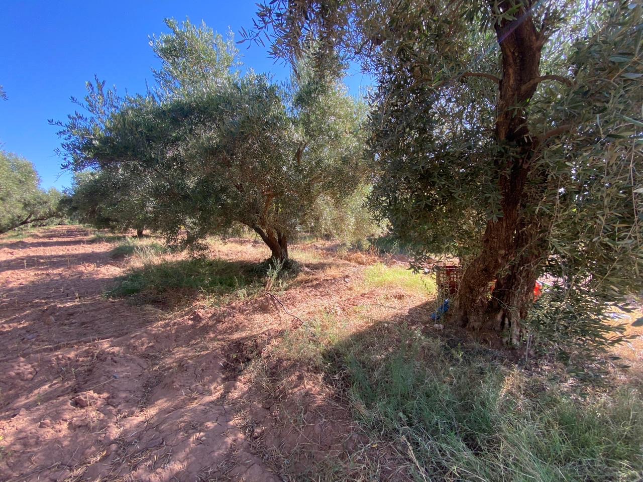 Ferme 6,08 ha à vendre, Route de Fès, Marrakech — miniature 8