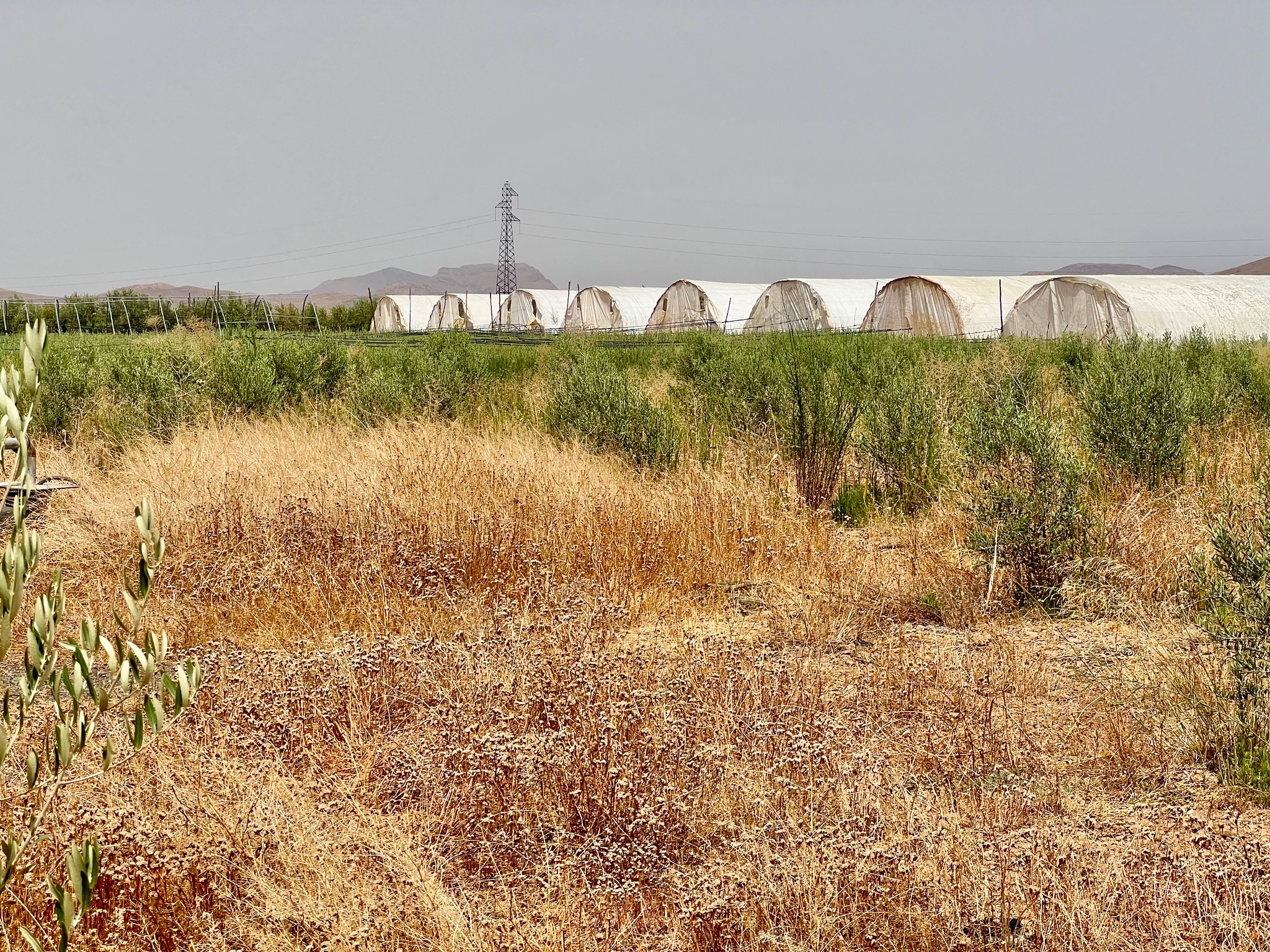 Ferme agricole 18,5 ha à vendre, Tamlalte, Marrakech — miniature 10