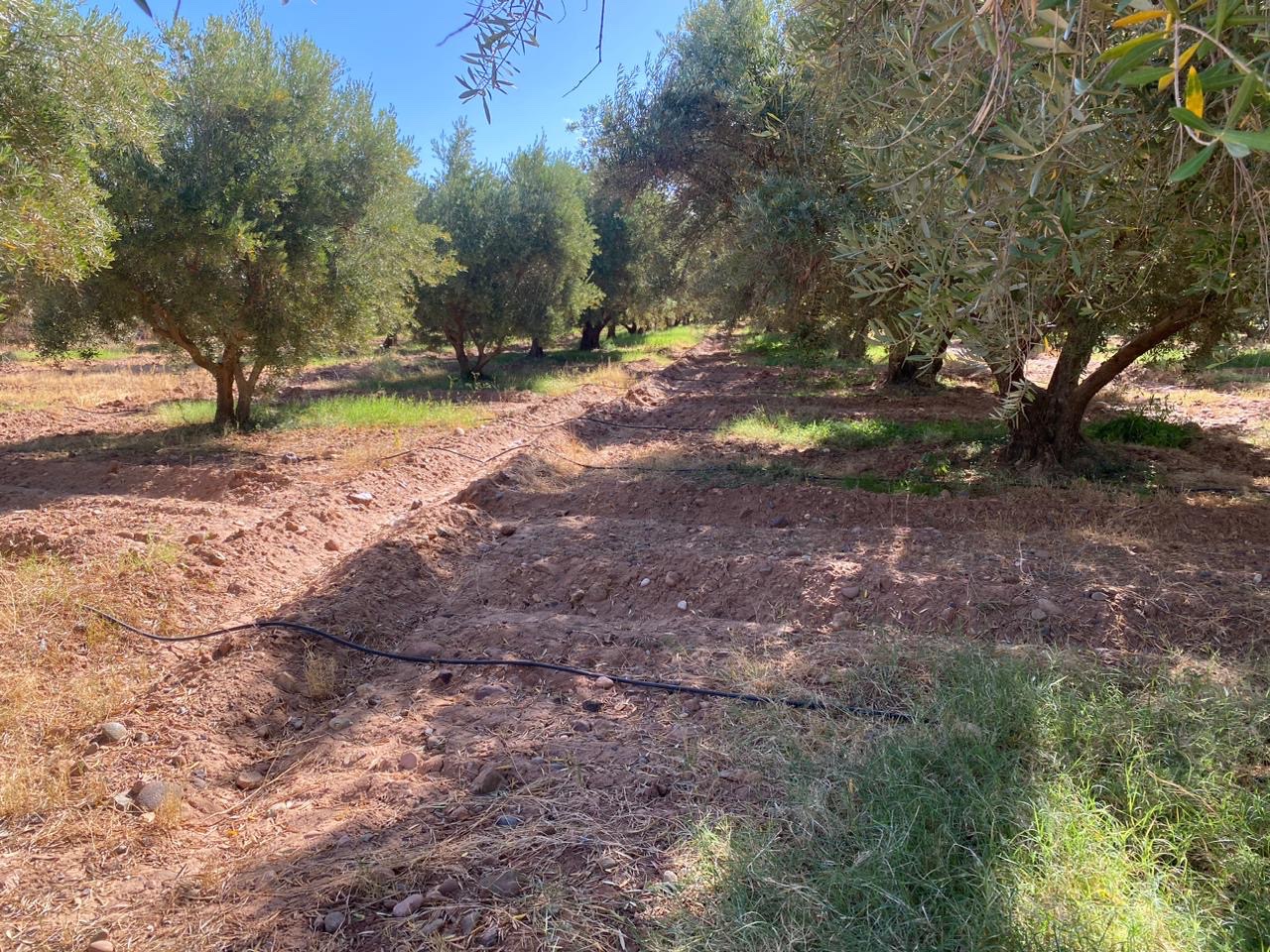 Ferme 6,08 ha à vendre, Route de Fès, Marrakech — miniature 14