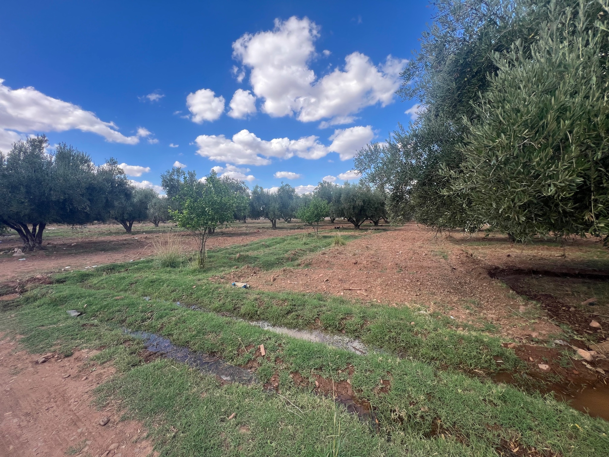 Ferme 1,75 ha à vendre, Route de l'Ourika, Marrakech — miniature 3
