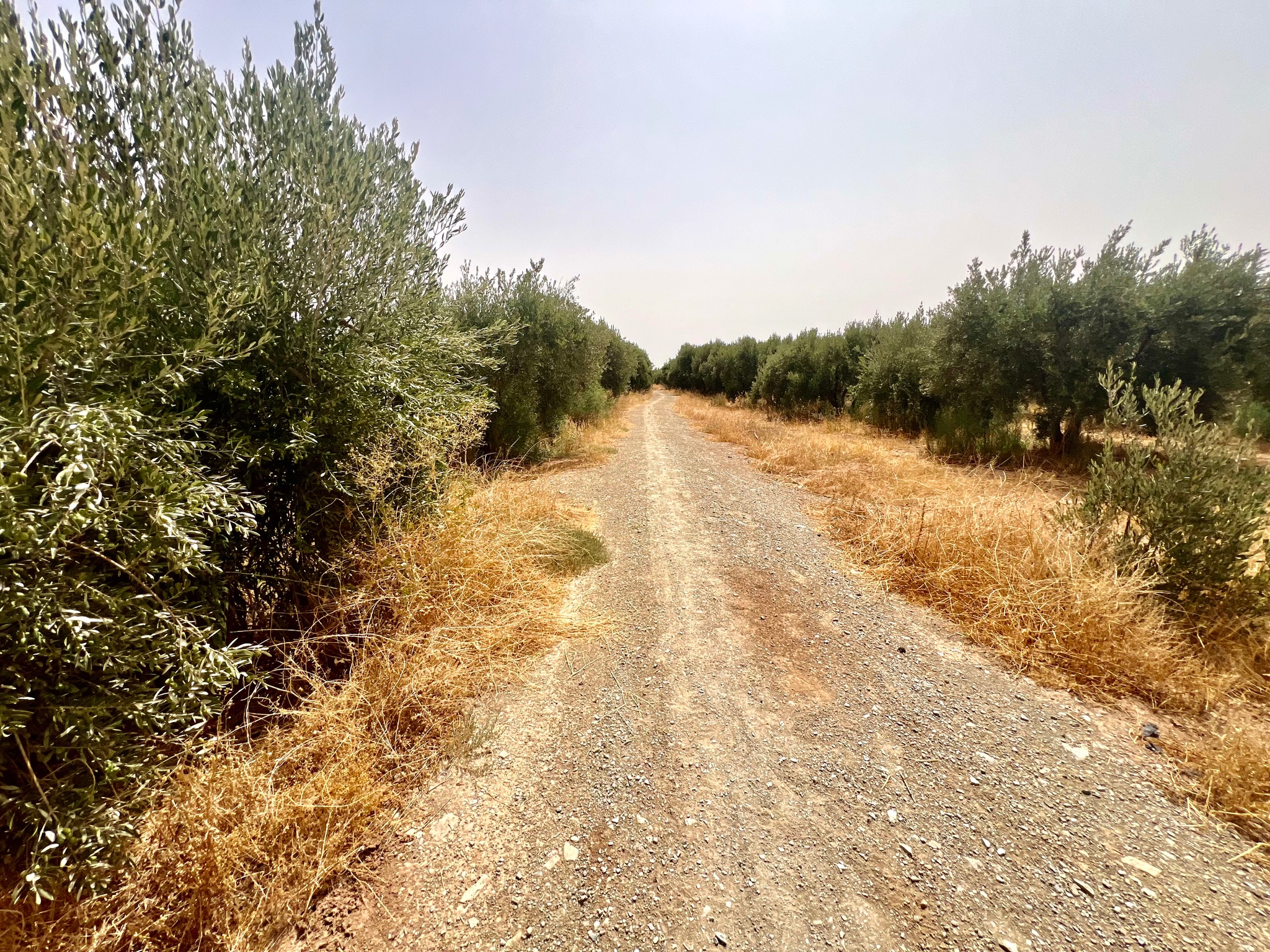 Ferme agricole 18,5 ha à vendre, Tamlalte, Marrakech — miniature 3