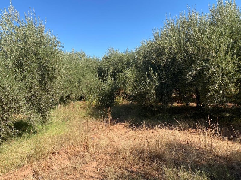 6.08 ha Farm for Sale, Route de Fès, Marrakech — Ferme, Marrakech