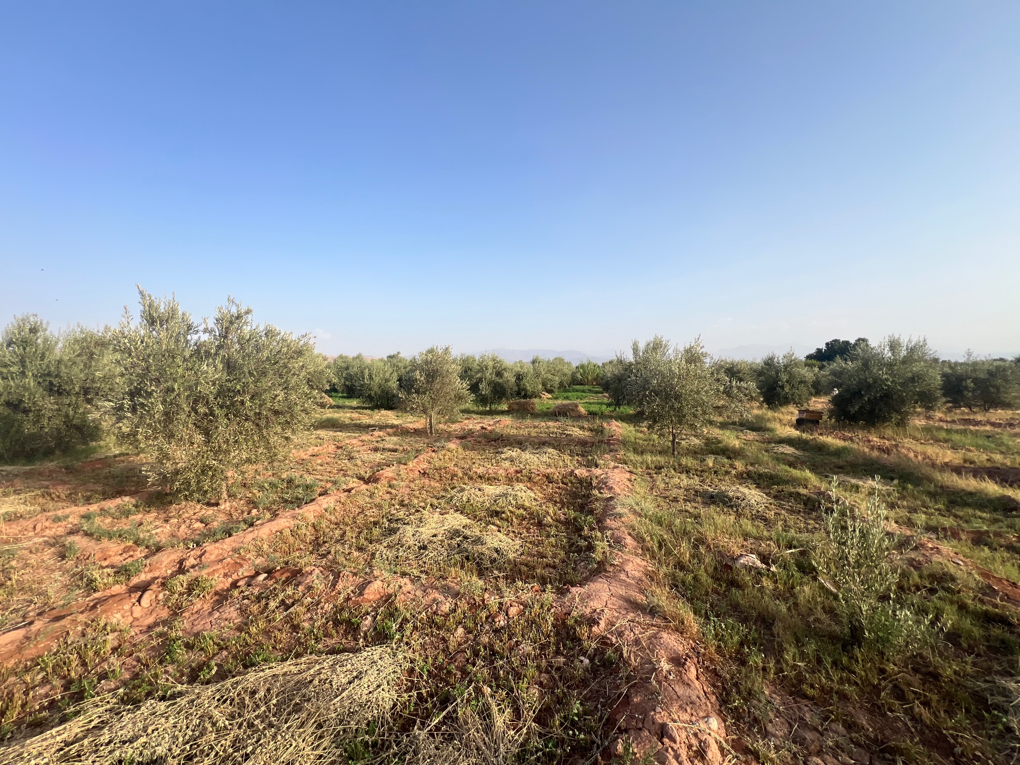 Ferme titrée 1,5  ha, 180 oliviers, à vendre, Ait Faska, Marrakech — miniature 14
