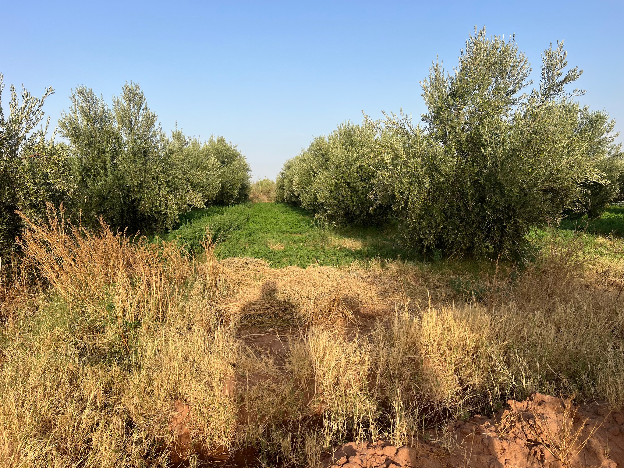 Ferme titrée 1,5  ha, 180 oliviers, à vendre, Ait Faska, Marrakech — miniature 7