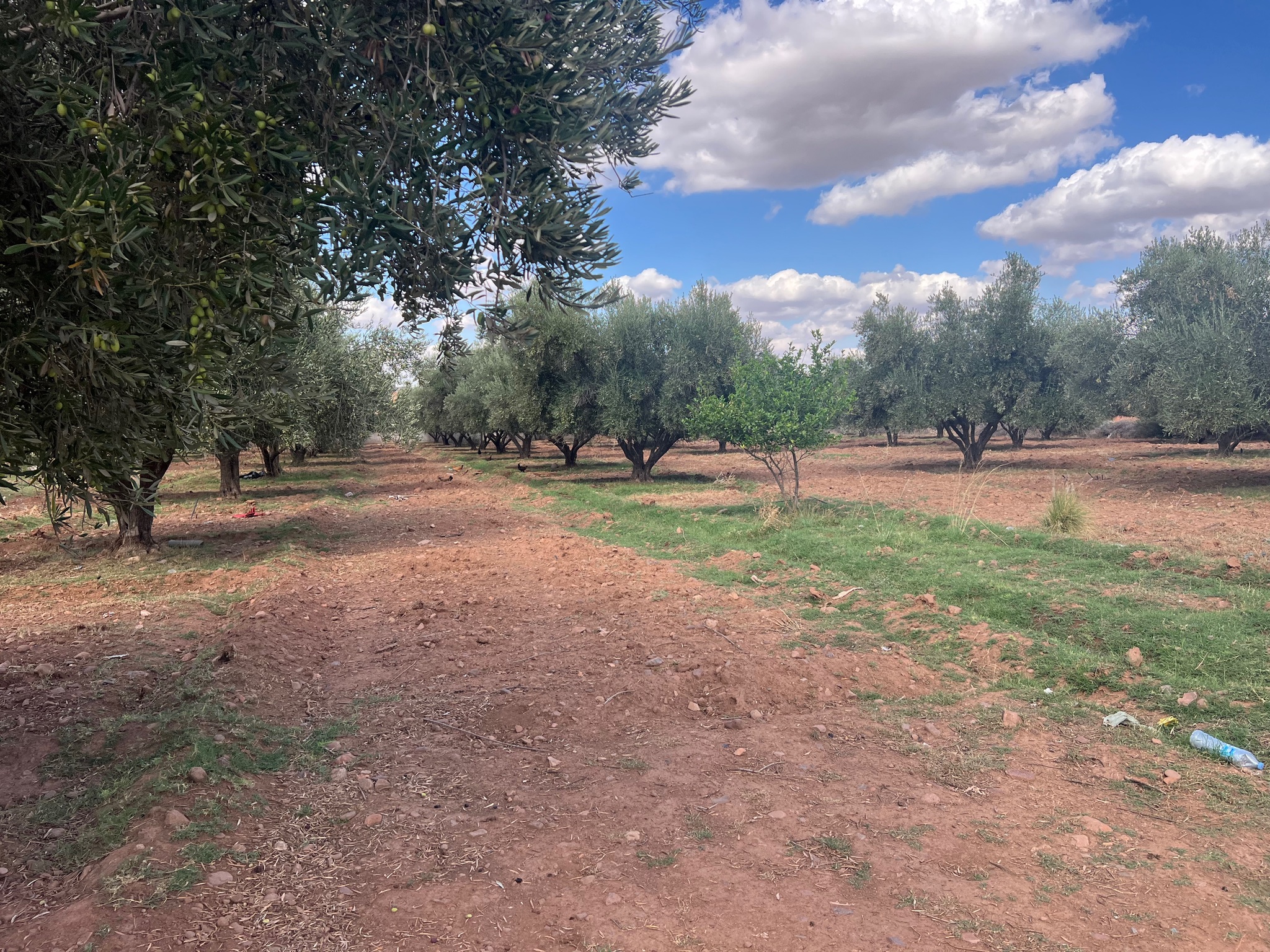 Ferme 1,75 ha à vendre, Route de l'Ourika, Marrakech — miniature 9