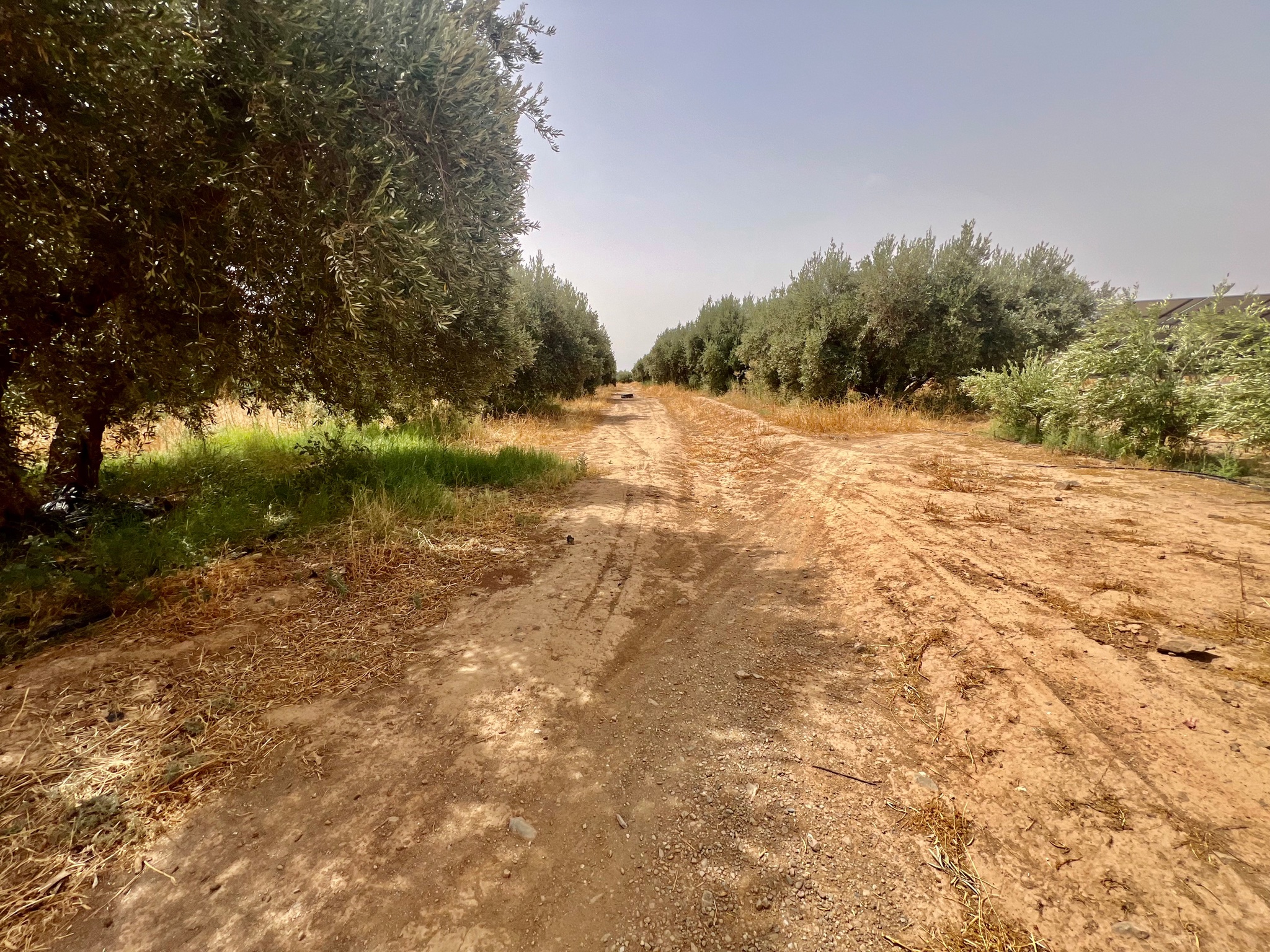 Ferme agricole 18,5 ha à vendre, Tamlalte, Marrakech — miniature 16